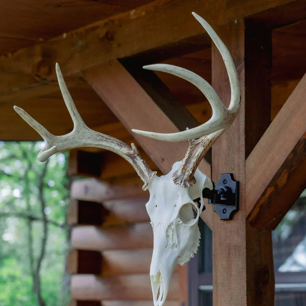 Deer European skull mount with antlers on clamp, displayed outside a wooden cabin