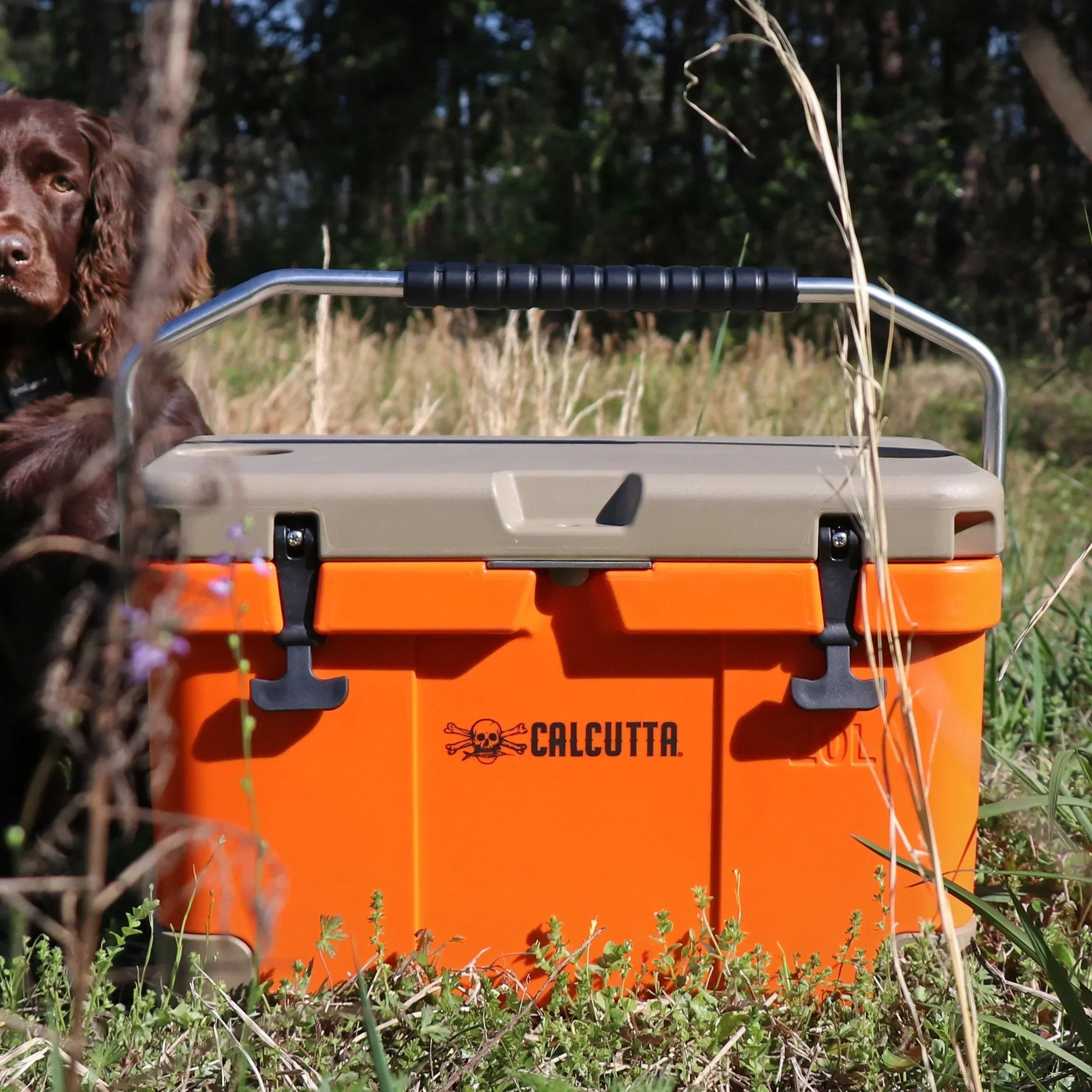 Orange Calcutta cooler with tan lid outdoors on grass, brown dog beside it, camping gear