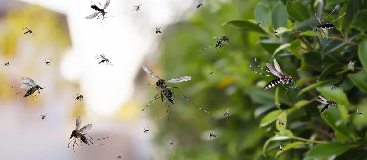 Mosquitoes swarming near green bushes outdoors, vector control concept