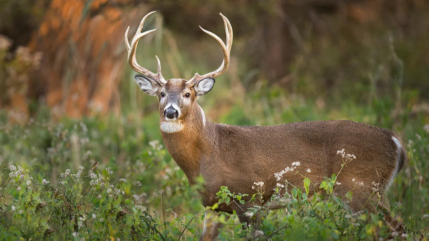 Whitetail deer buck with large antlers standing in a green forest clearing
