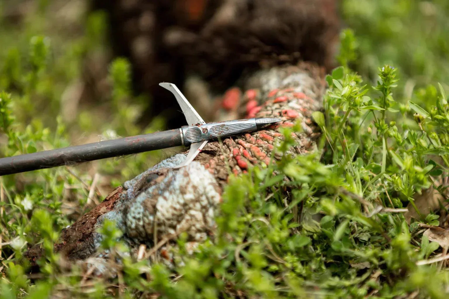 Selection of mechanical broadheads for hunting displayed on hunting backdrop