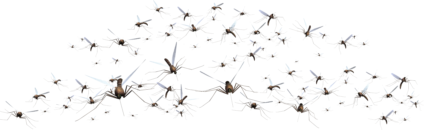 Swarm of mosquitoes on white background for insect and pest control concept