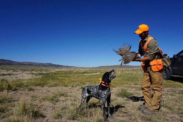 Upland hunter in orange gear with bird dog holding game bird in open field