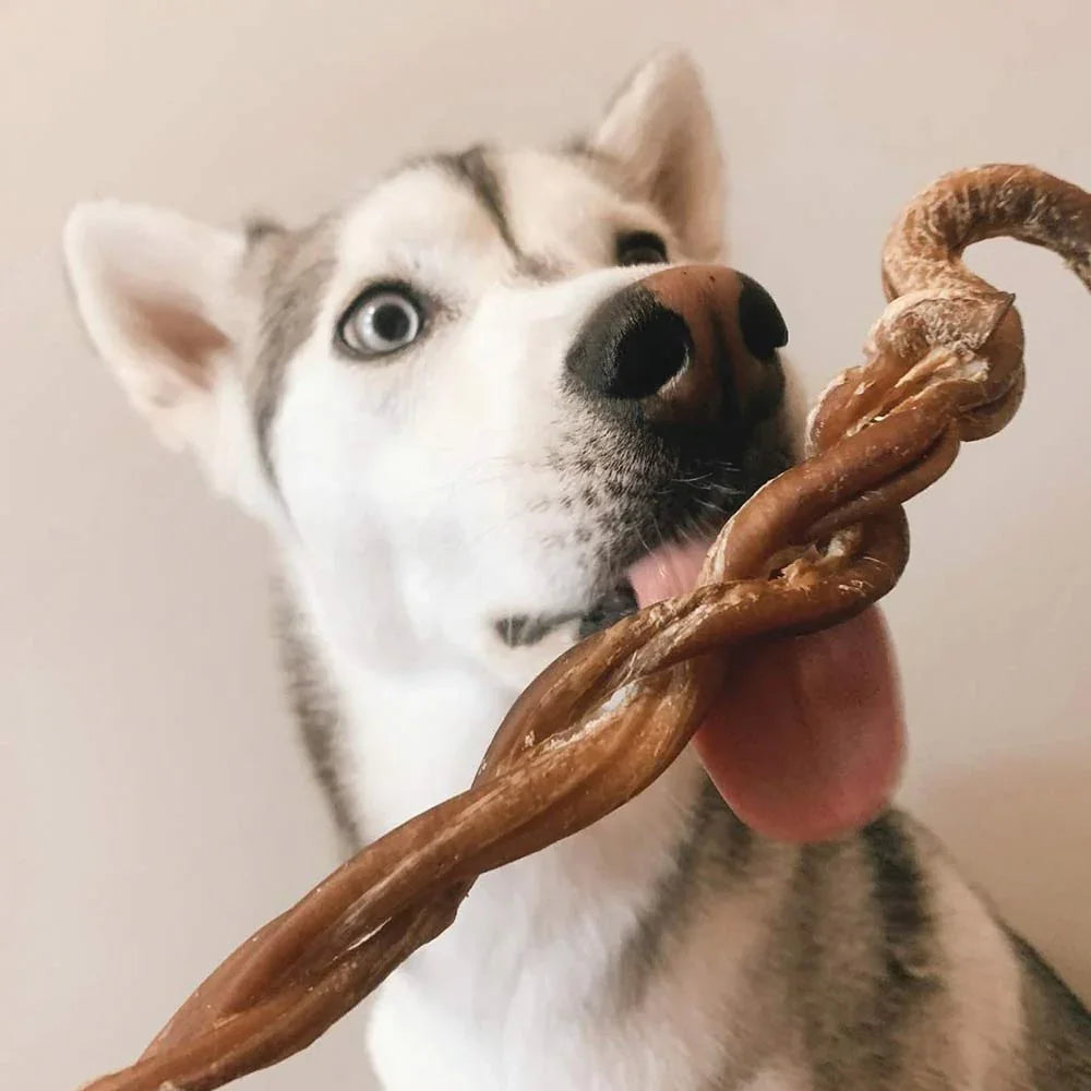 Husky licking braided lamb pizzle stick dog chew treat