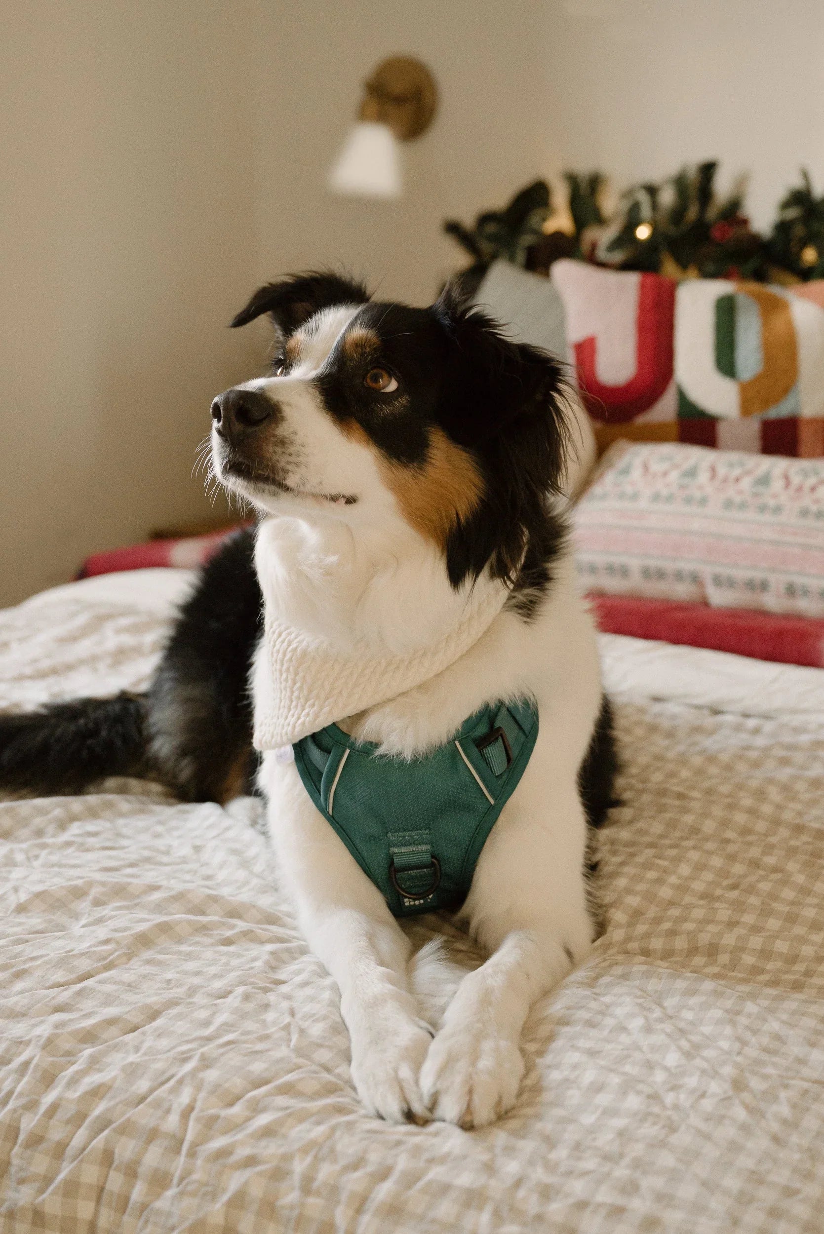 Peachy Dogs Classic 2.0 Harness Mojito