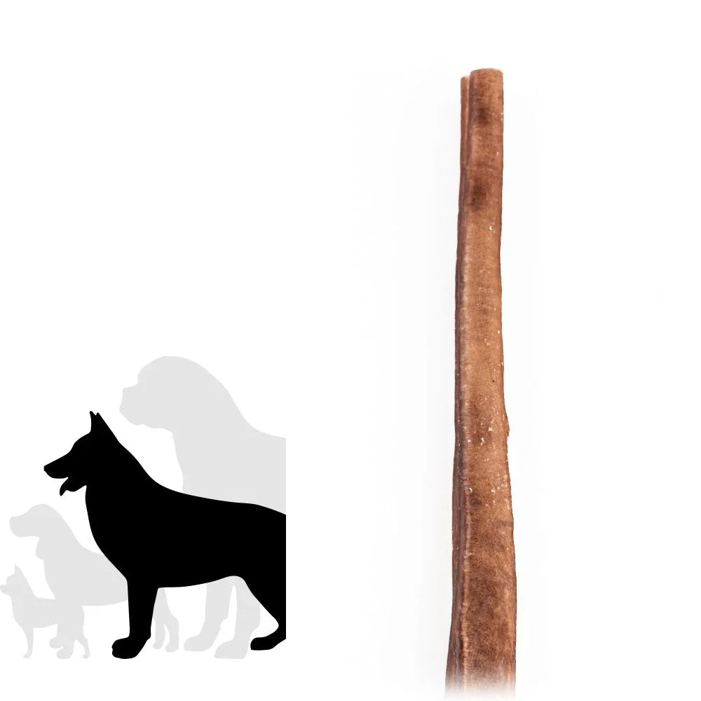 Jumbo bully stick dog chew on white background with dog size silhouettes