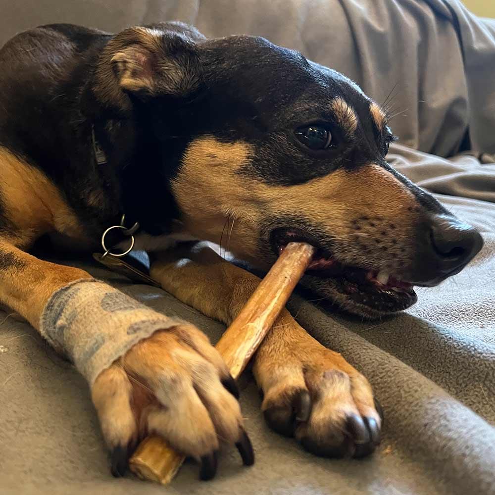 Dog chewing on a standard bully stick on a gray blanket