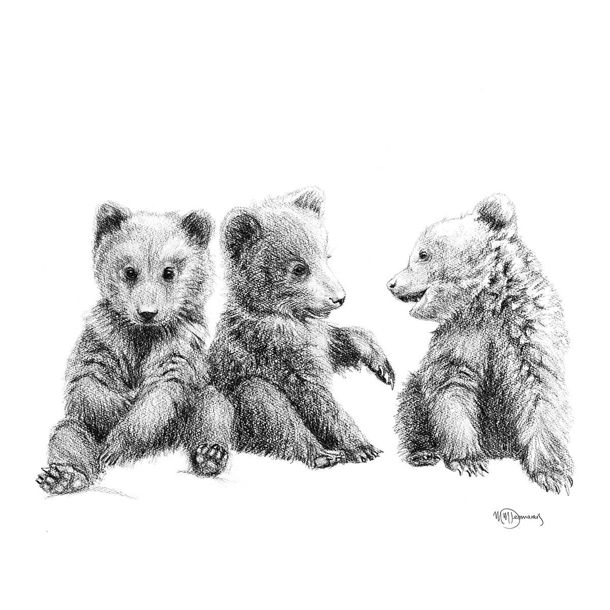 Three baby bear cubs illustration, pencil drawing on white background, wildlife art