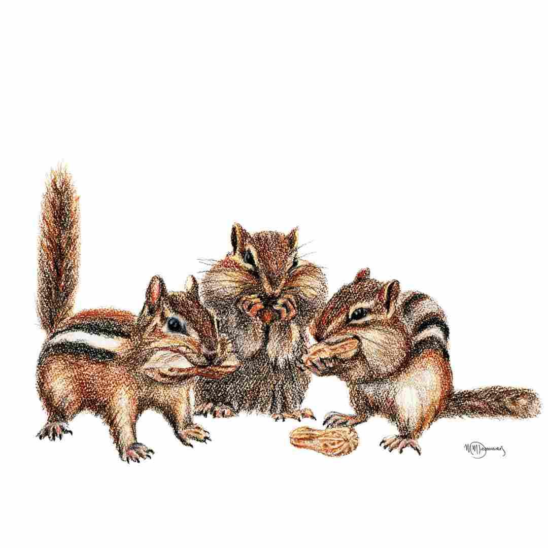 Three chipmunks eating peanuts illustration on a greeting card, white background