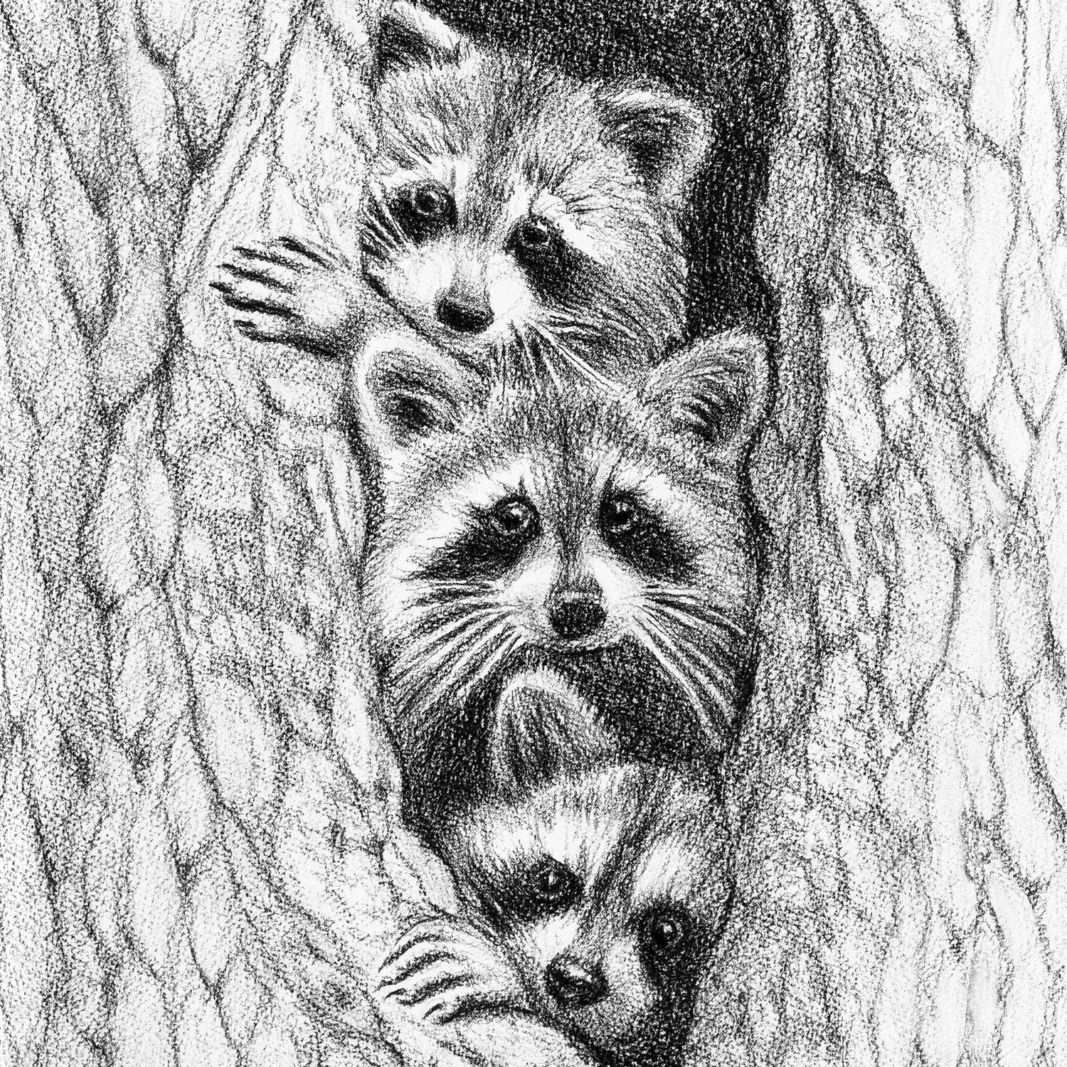 Three raccoons peeking out from a tree hollow, black and white sketch illustration.