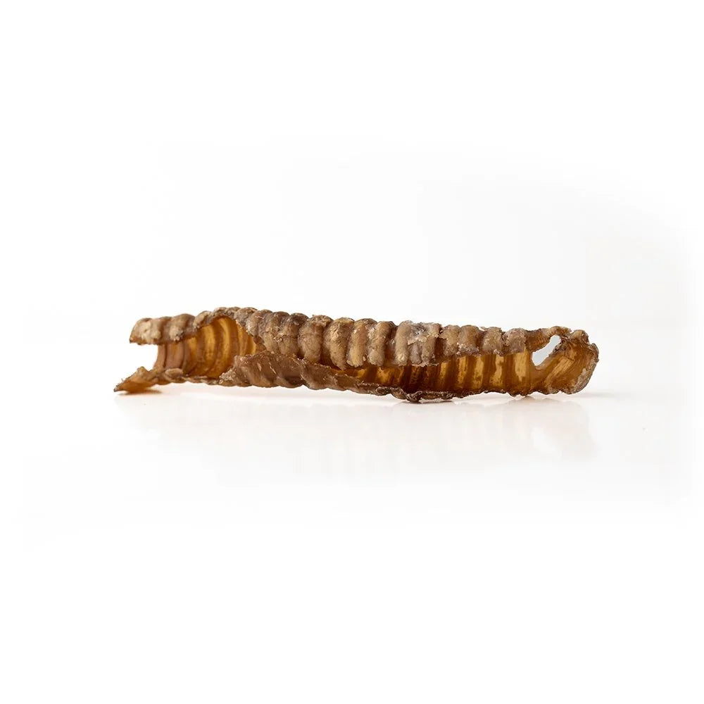 Dried lamb trachea dog treat on white background, natural pet chew