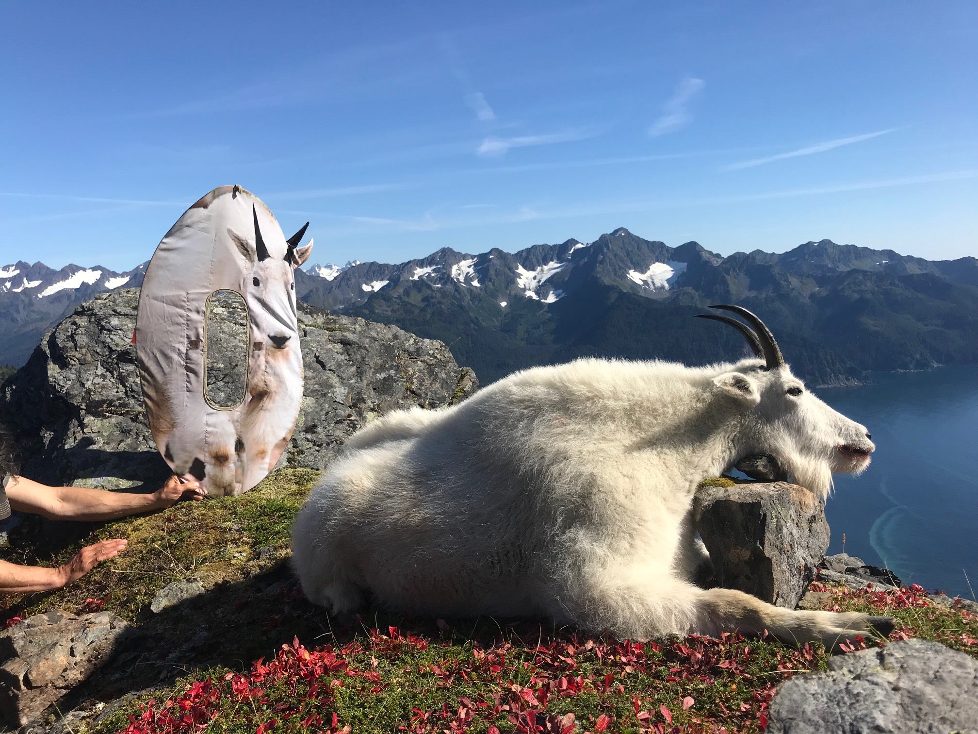 Ultimate Predator Mountain Goat Stalker Decoy - Image 3