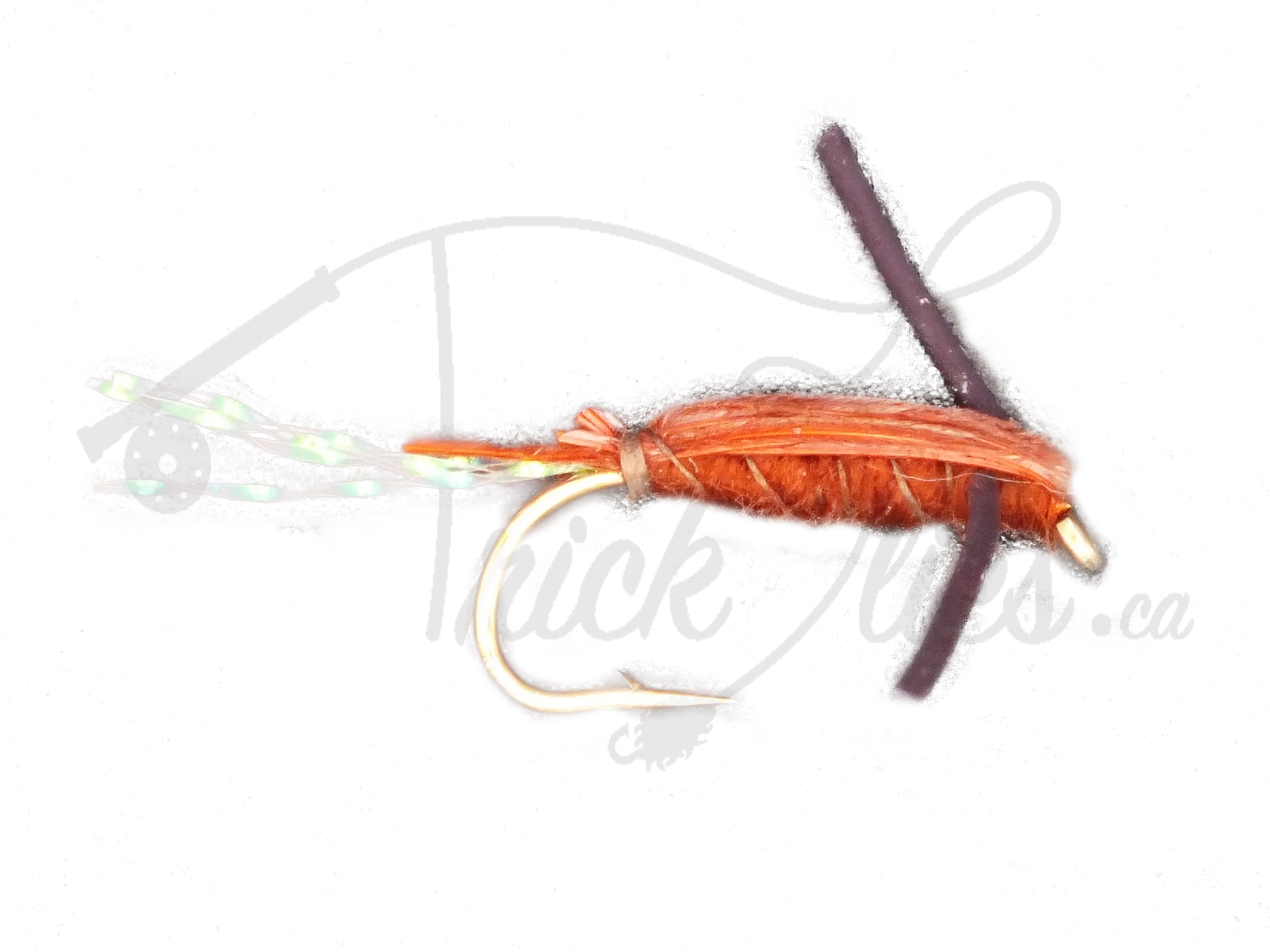 Water Boatman Brown