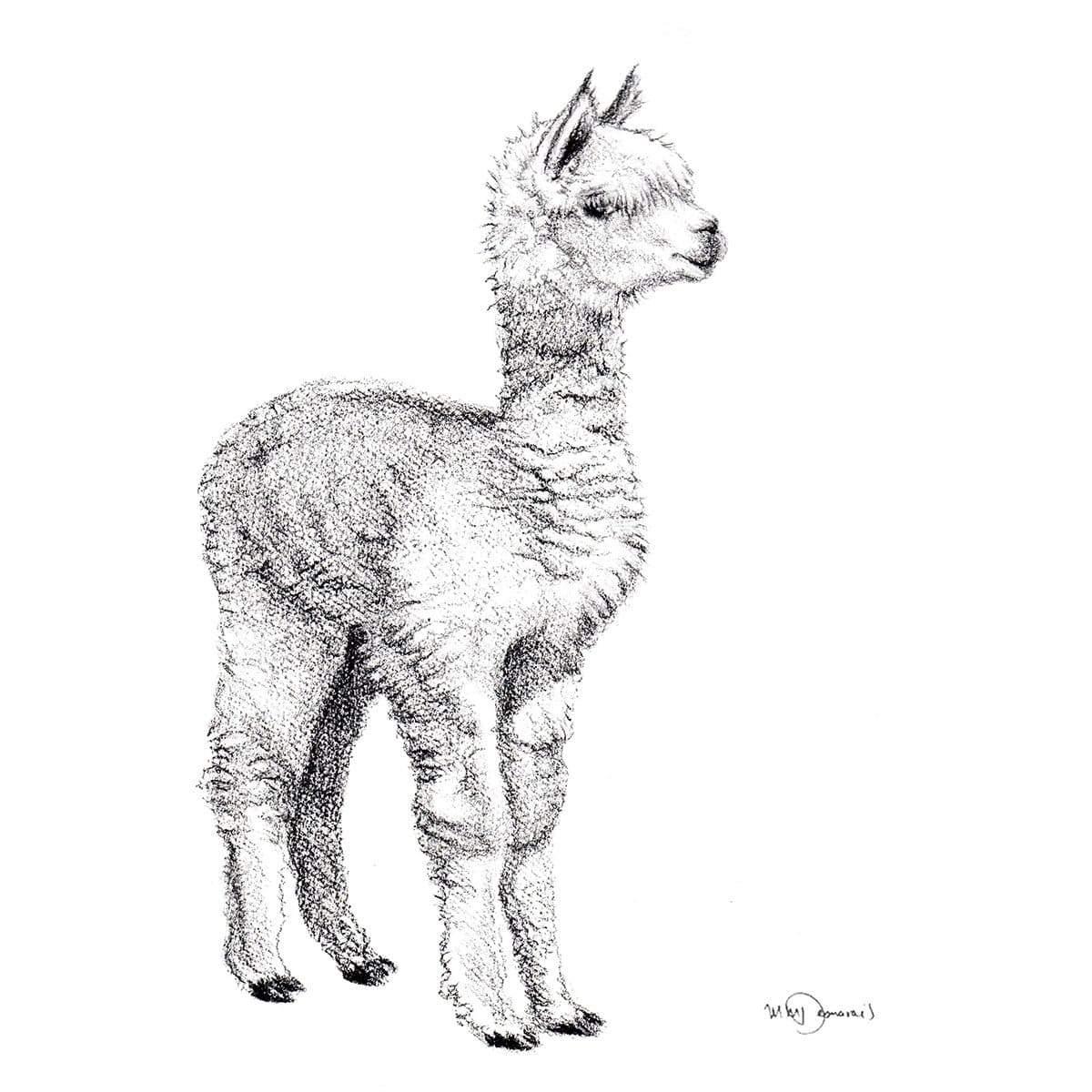 Detailed black and white alpaca sketch on white background, fluffy fur texture visible