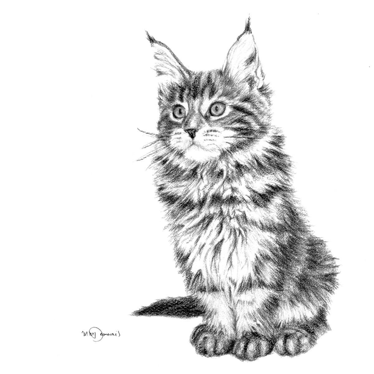 Realistic pencil sketch of a fluffy, adorable tabby cat sitting on white background