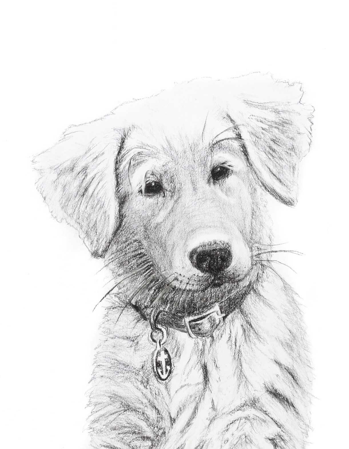 Pencil sketch of a golden retriever puppy with a collar and anchor tag on white background