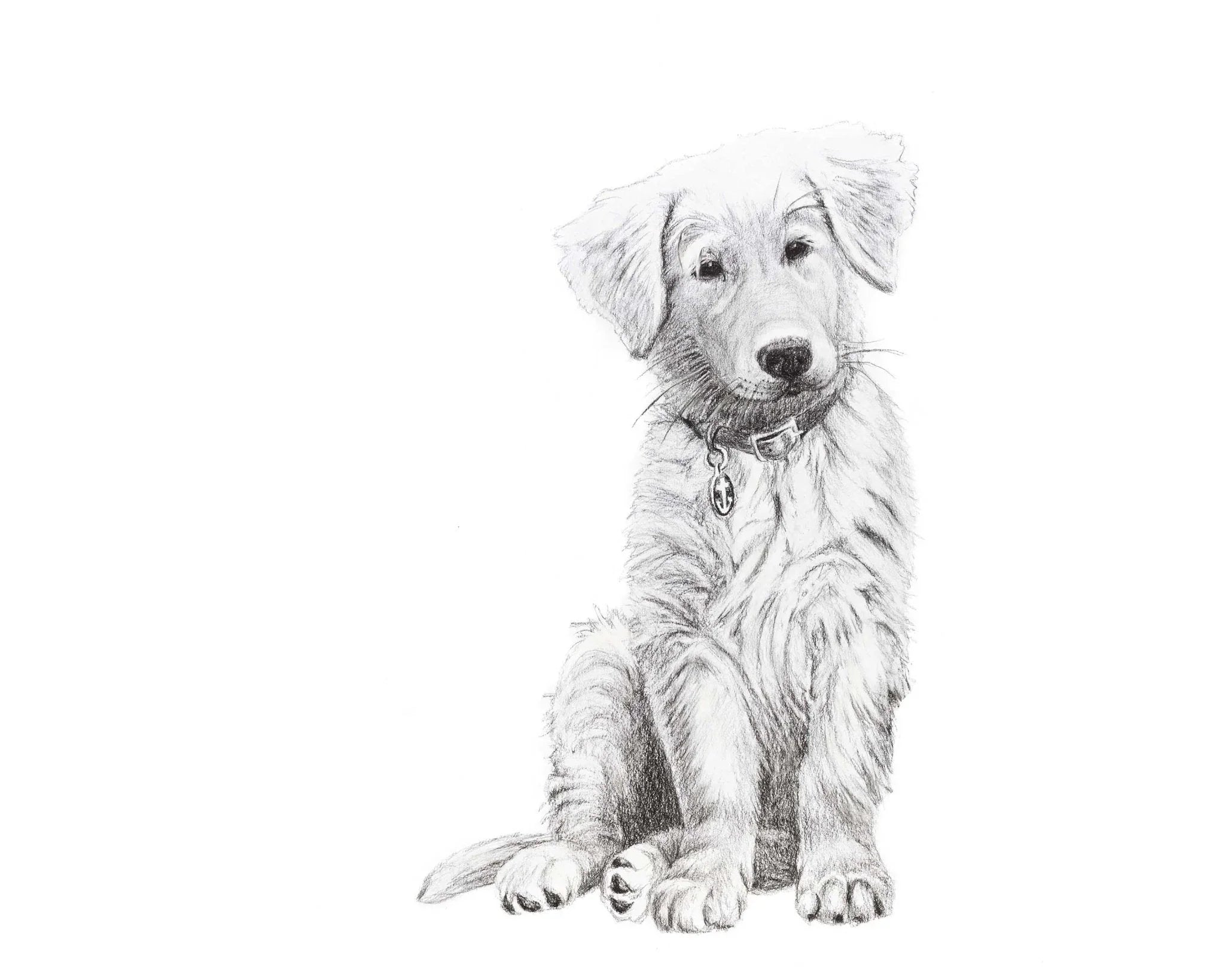 Pencil sketch of an adorable golden retriever puppy sitting on a white background