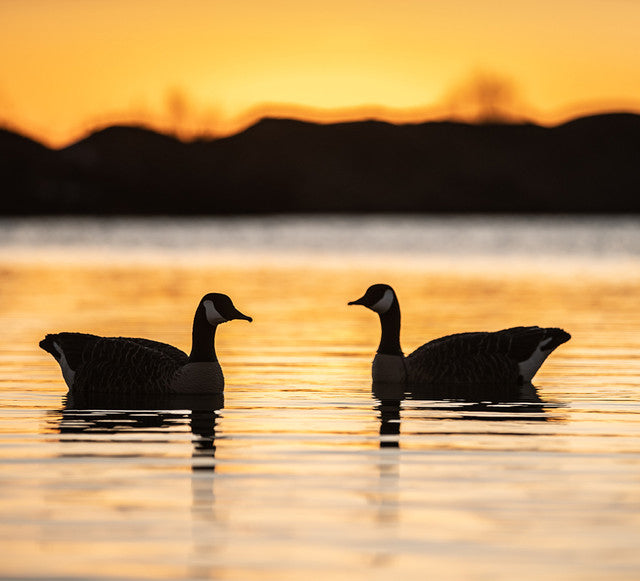 Avian-X Topflight Honkers Goose Decoys