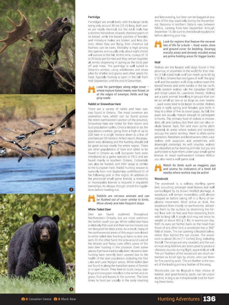 Moose in forest, flying Canadian geese, and black bear in grass, Northwestern Ontario wildlife.