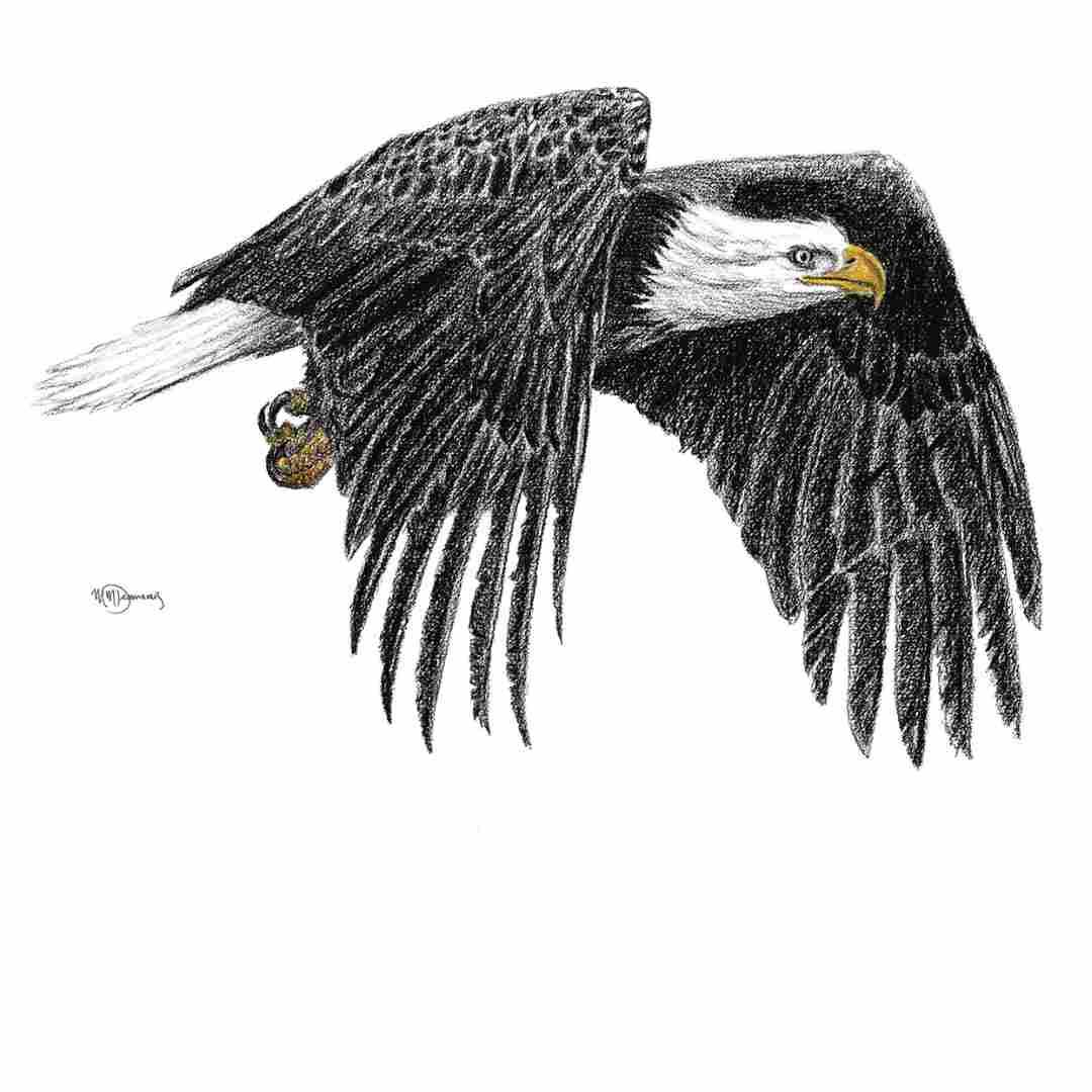 Bald eagle illustration in flight on a white background, greeting card design