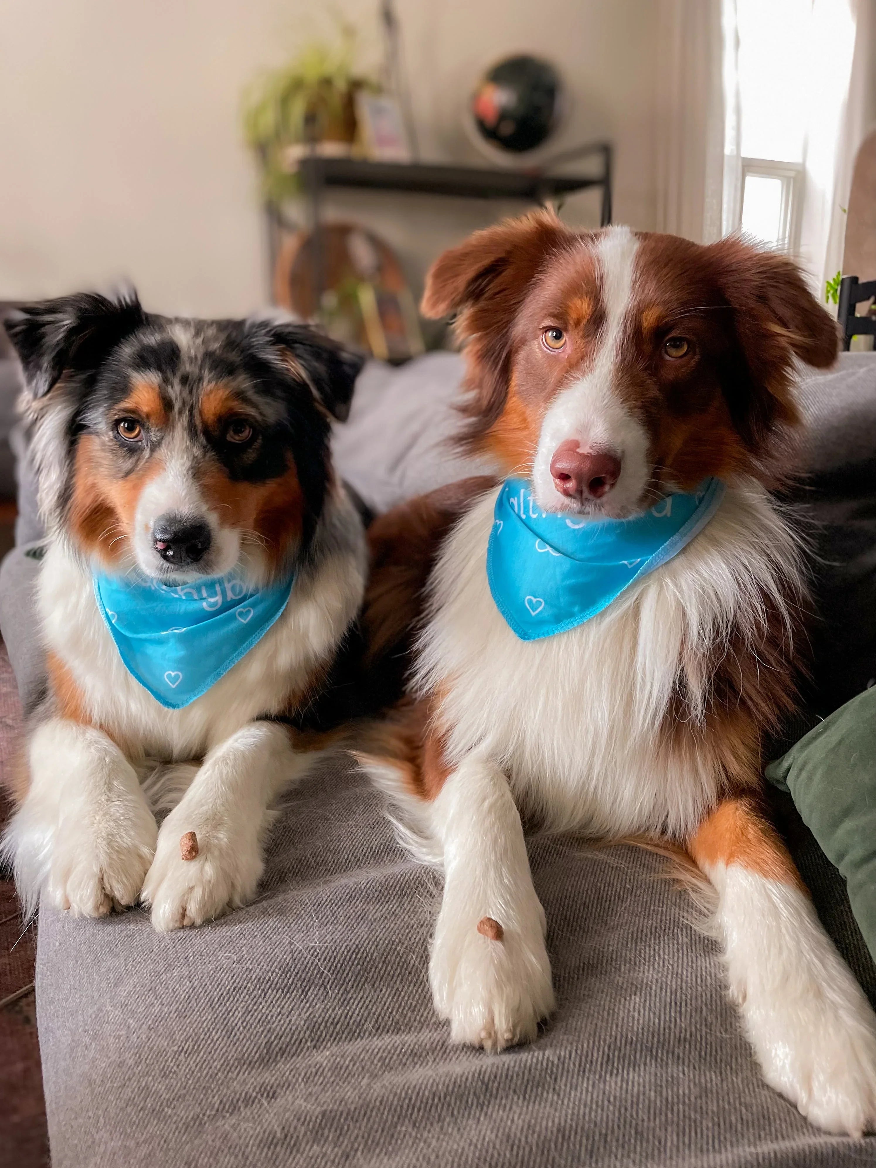 Two Australian Shepherd dogs on a couch wearing blue bandanas with treats on paws