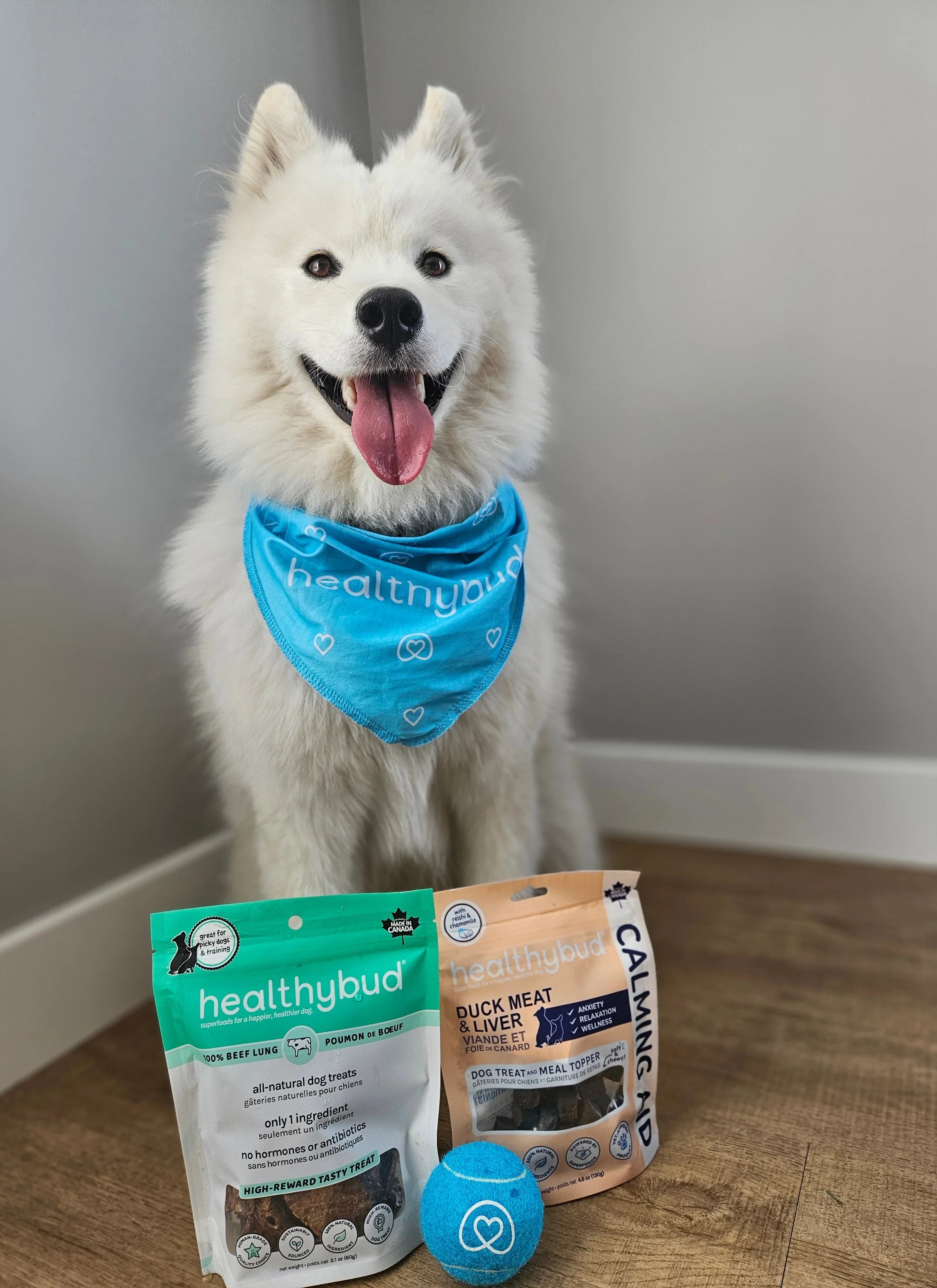 White fluffy dog wears blue healthybud bandana with healthybud treats and toy on wood floor