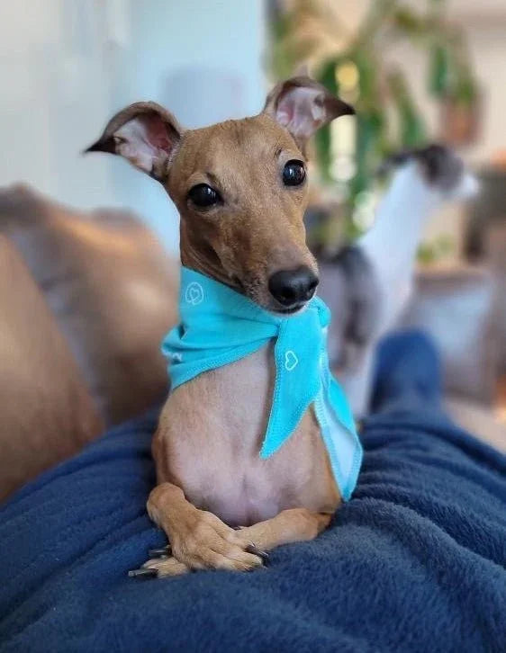 Italian Greyhound wearing a blue bandana with heart prints indoors on a sofa