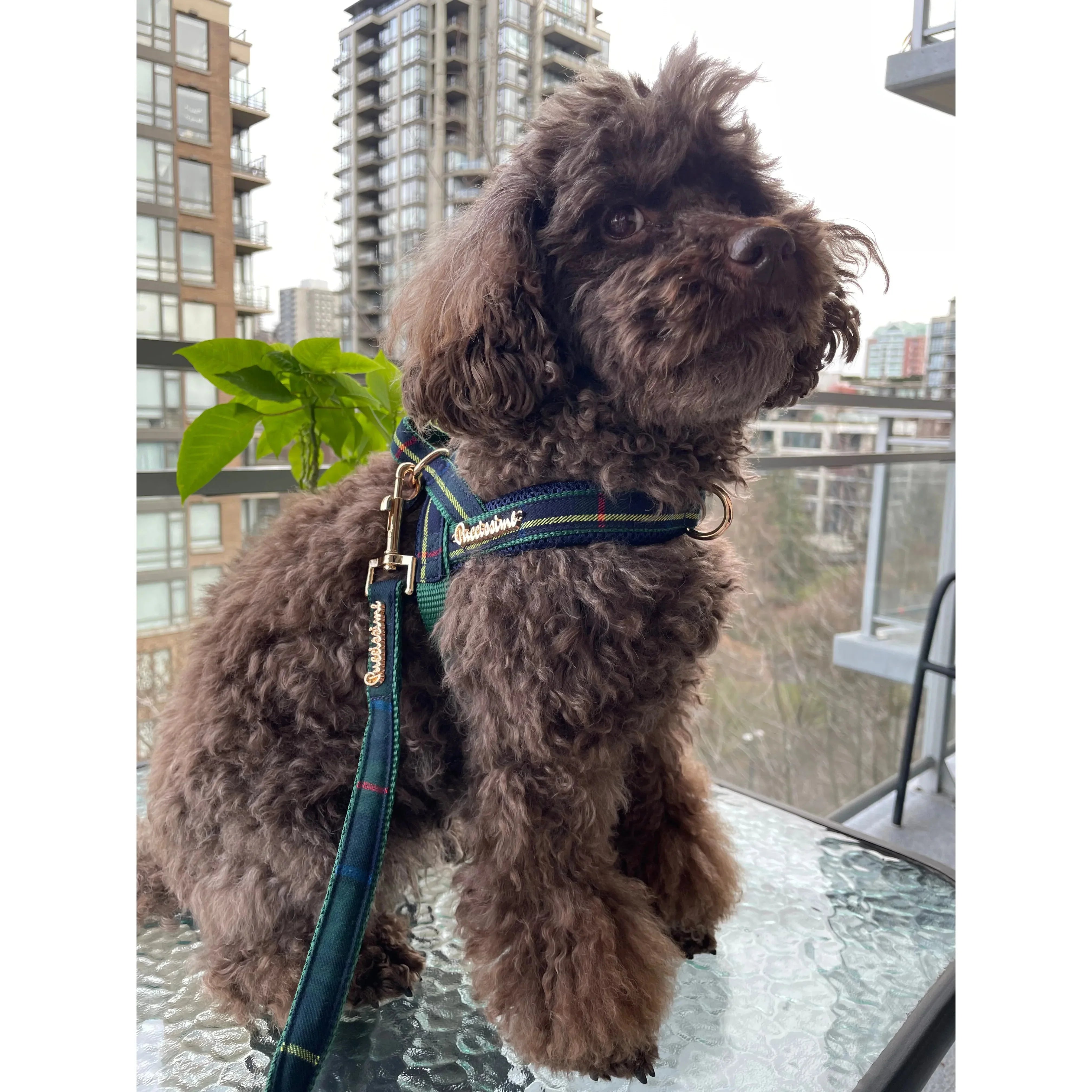 Brown curly dog wearing a blue harness on a glass balcony table with city buildings view