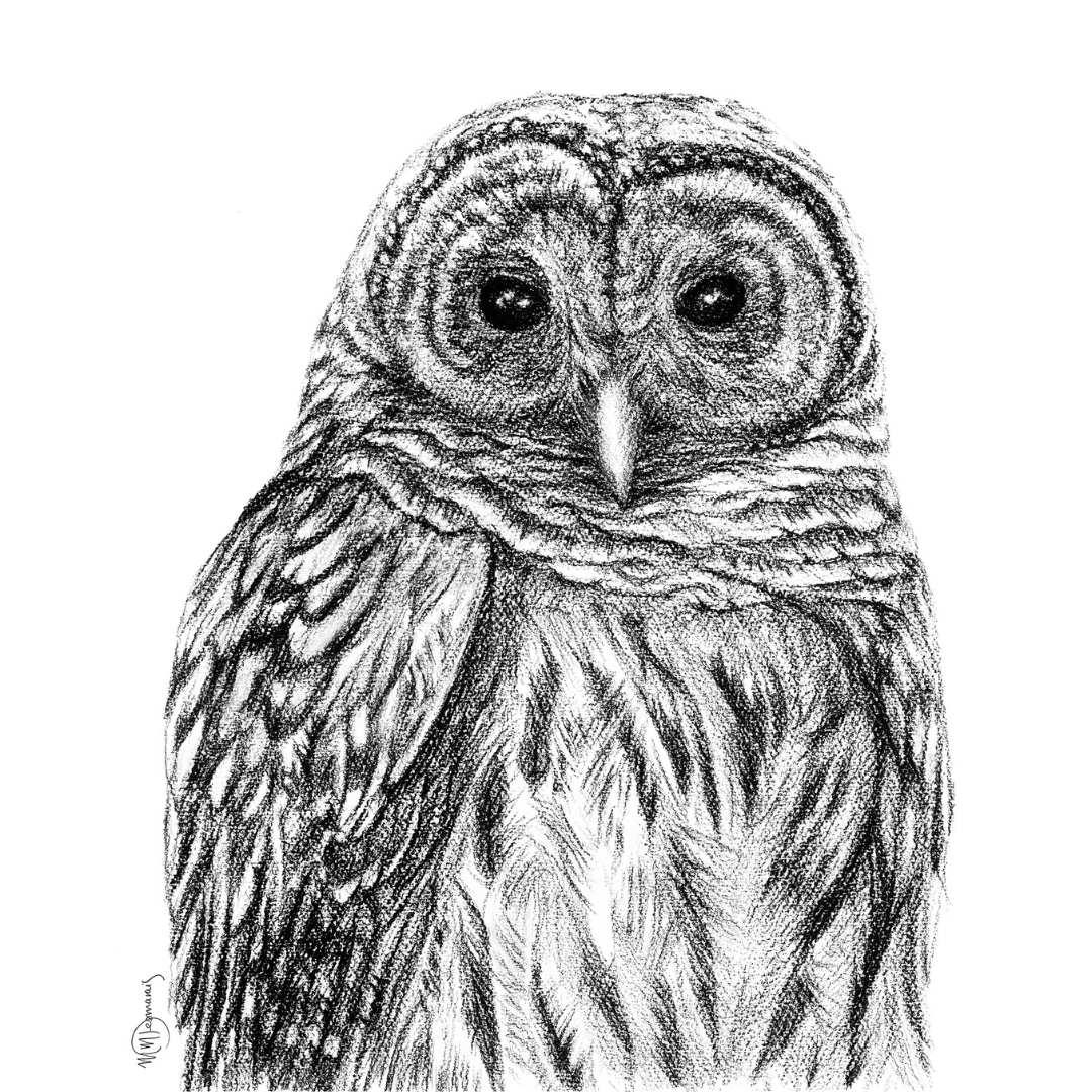 Hand-drawn black and white sketch of a barred owl with detailed feather patterns.