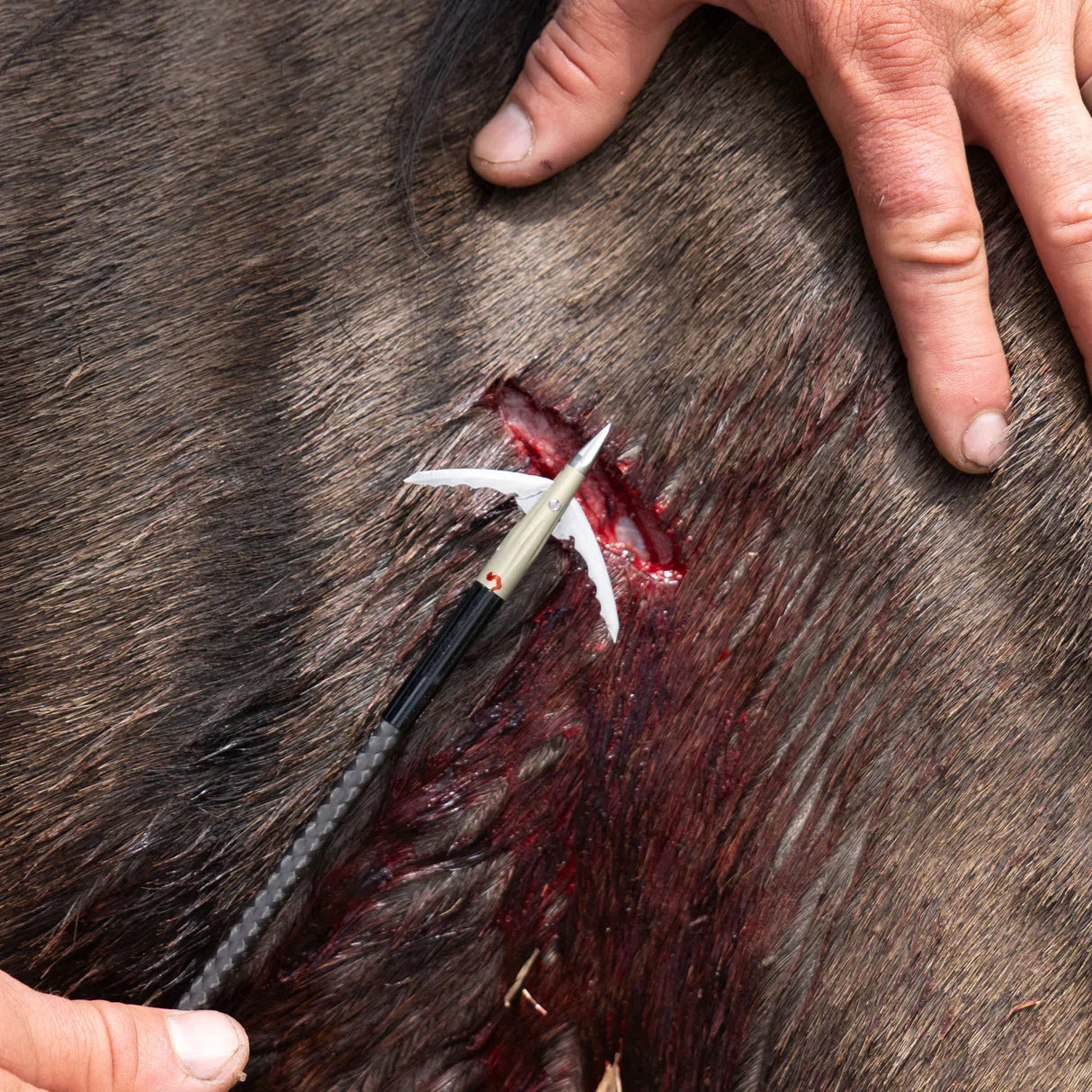 Broadhead arrow wounding animal hide, close-up showing blood and hunting injury detail