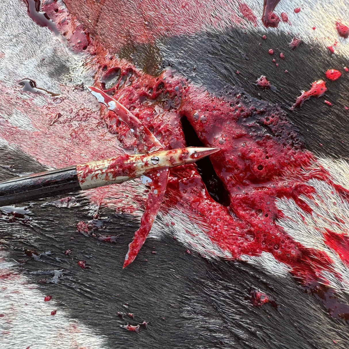 Broadhead arrow covered in blood after impact on animal hide with visible wound