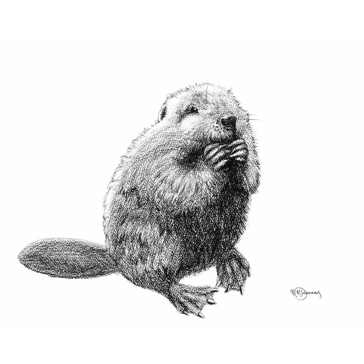 Hand-drawn beaver illustration with textured fur, sitting and holding its paws on white background