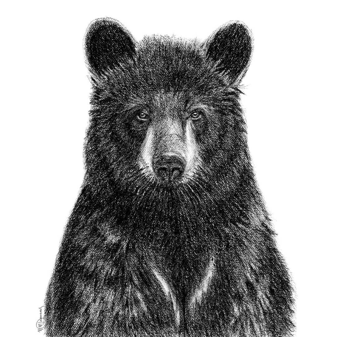 Detailed black and white drawing of a black bear portrait on a plain white background