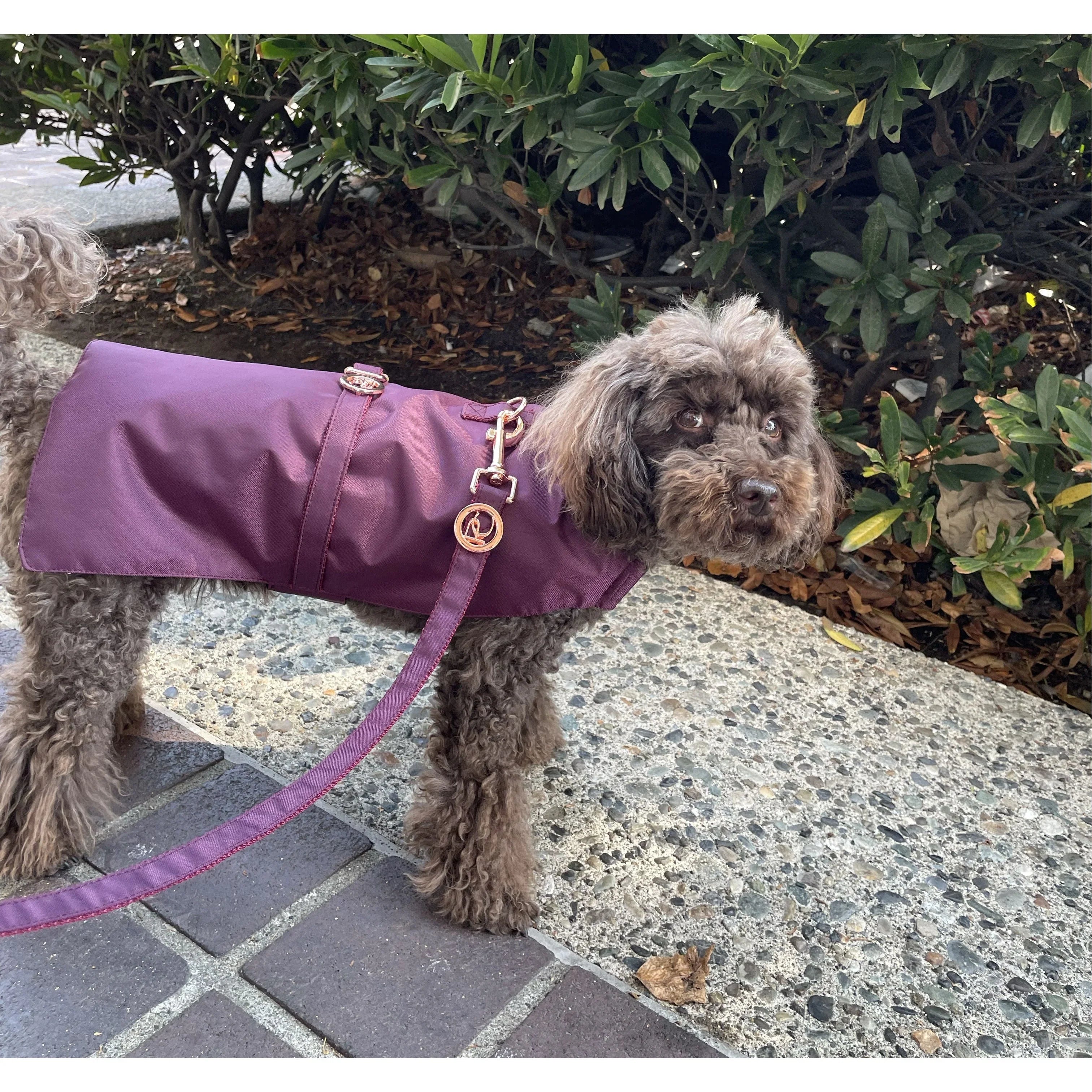 Small brown poodle wearing a purple dog raincoat and leash on a sidewalk by bushes