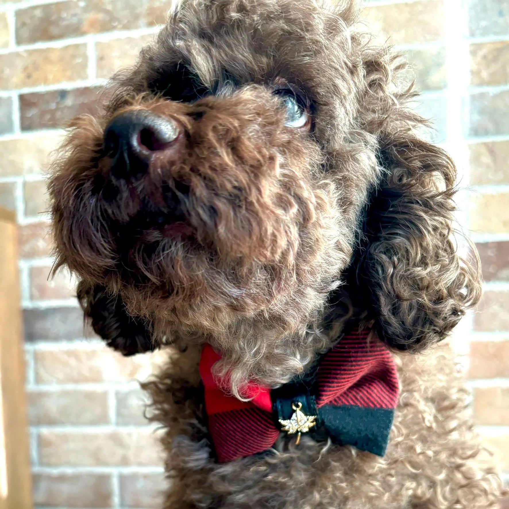 Curly brown dog wearing a red plaid bow tie with gold charm, brick wall background