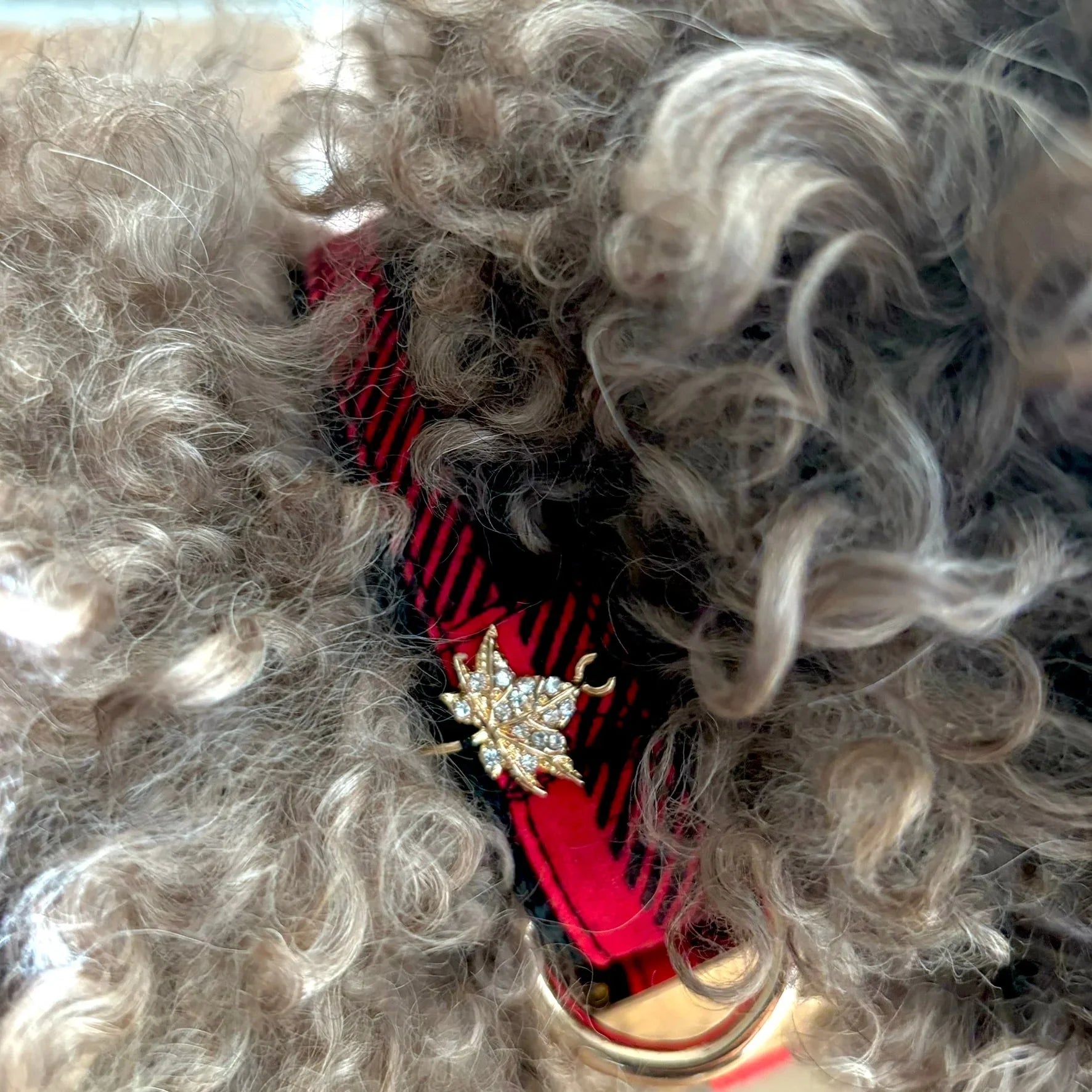 Curly dog fur with red striped collar and jeweled maple leaf pin