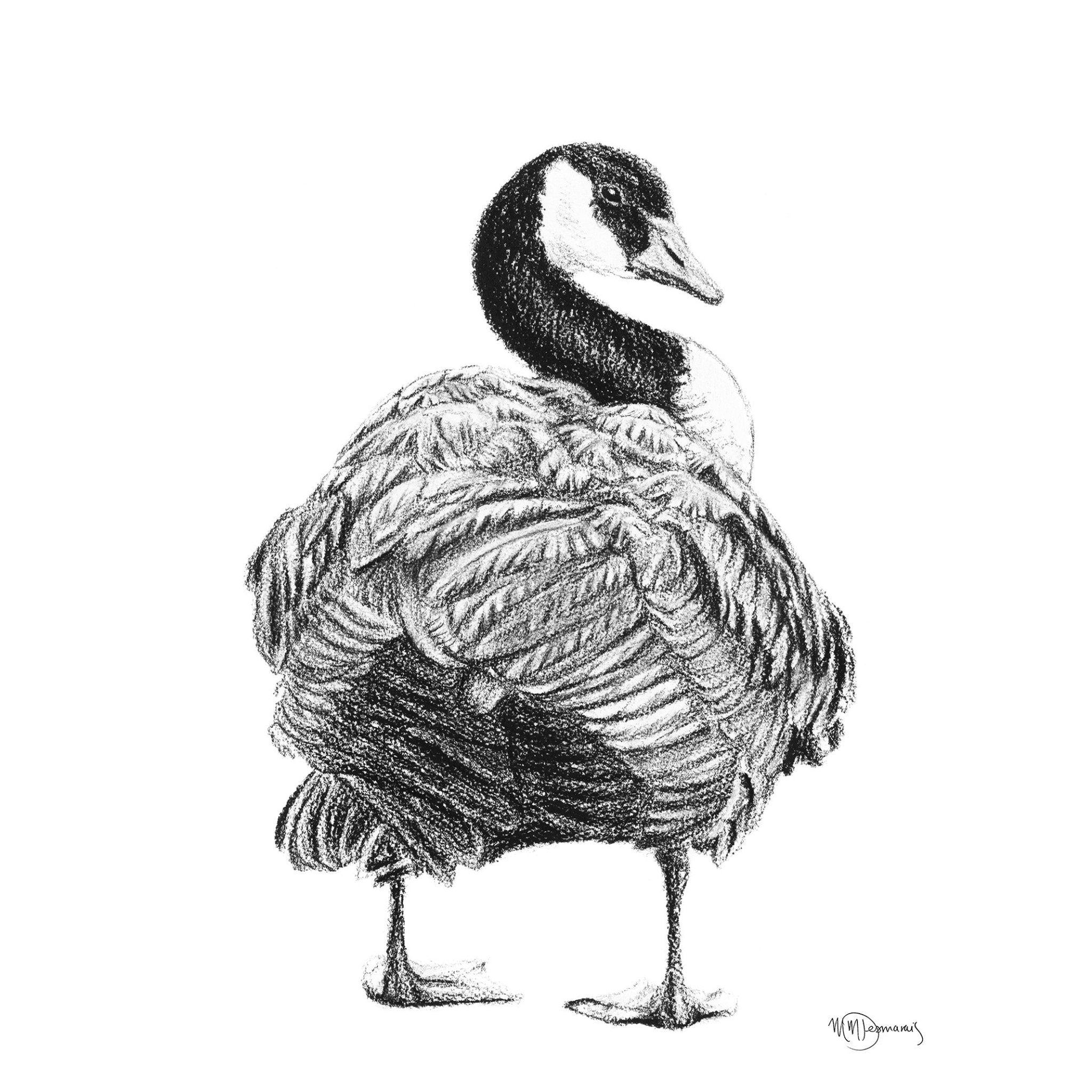Canada goose pencil sketch on white greeting card