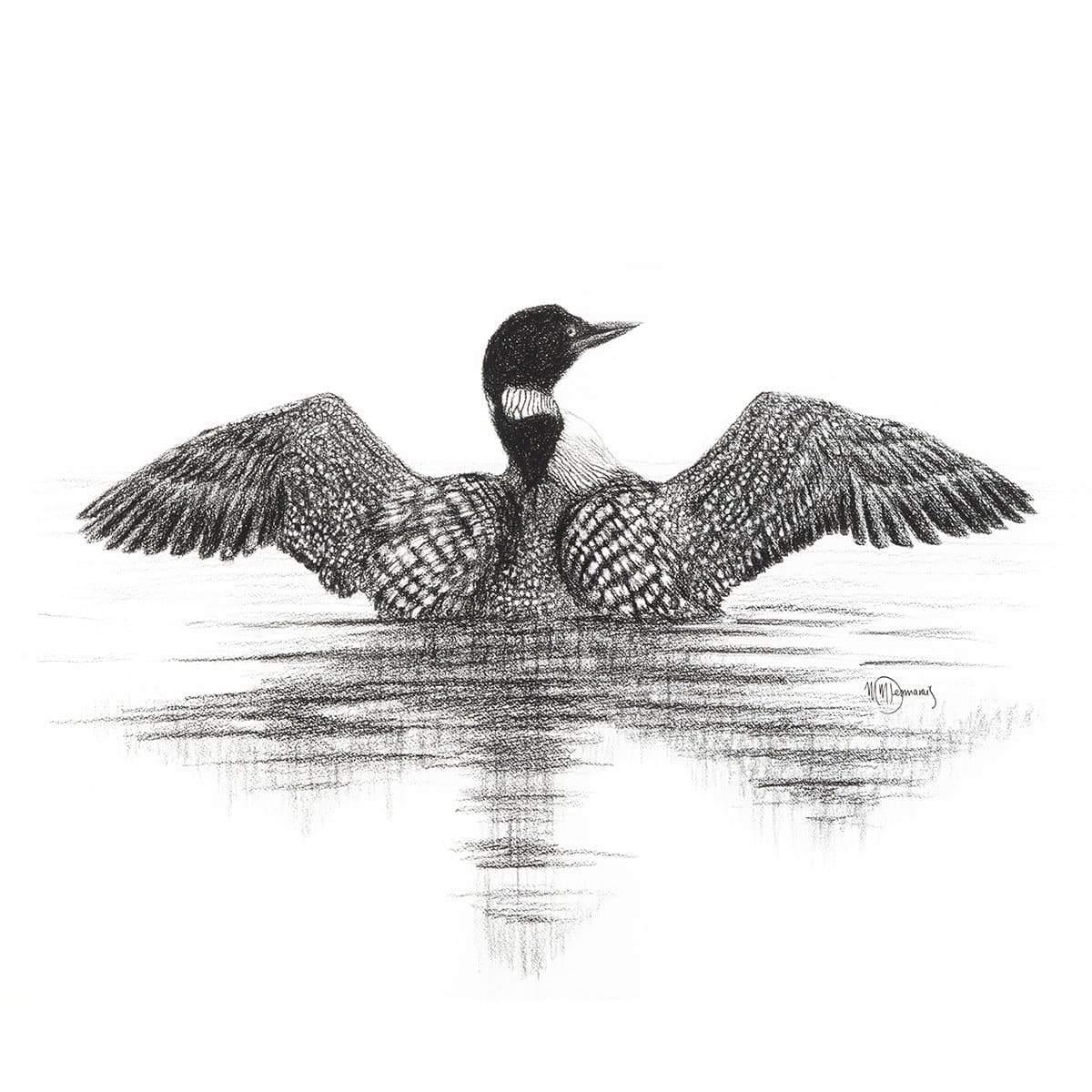 Black and white sketch of a Canadian loon spreading wings on calm water