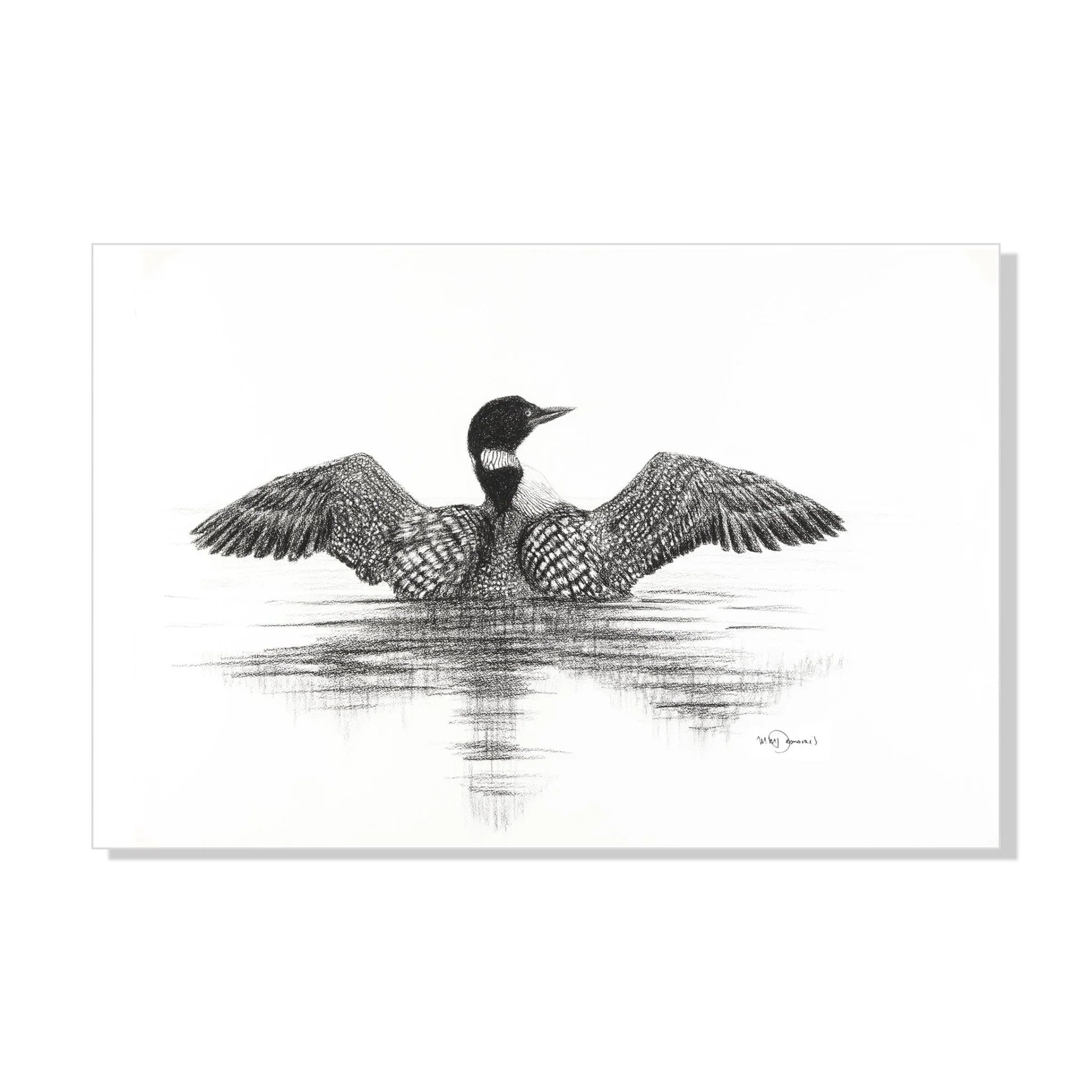 Black and white sketch of a Canadian loon spreading wings on water, nature art print