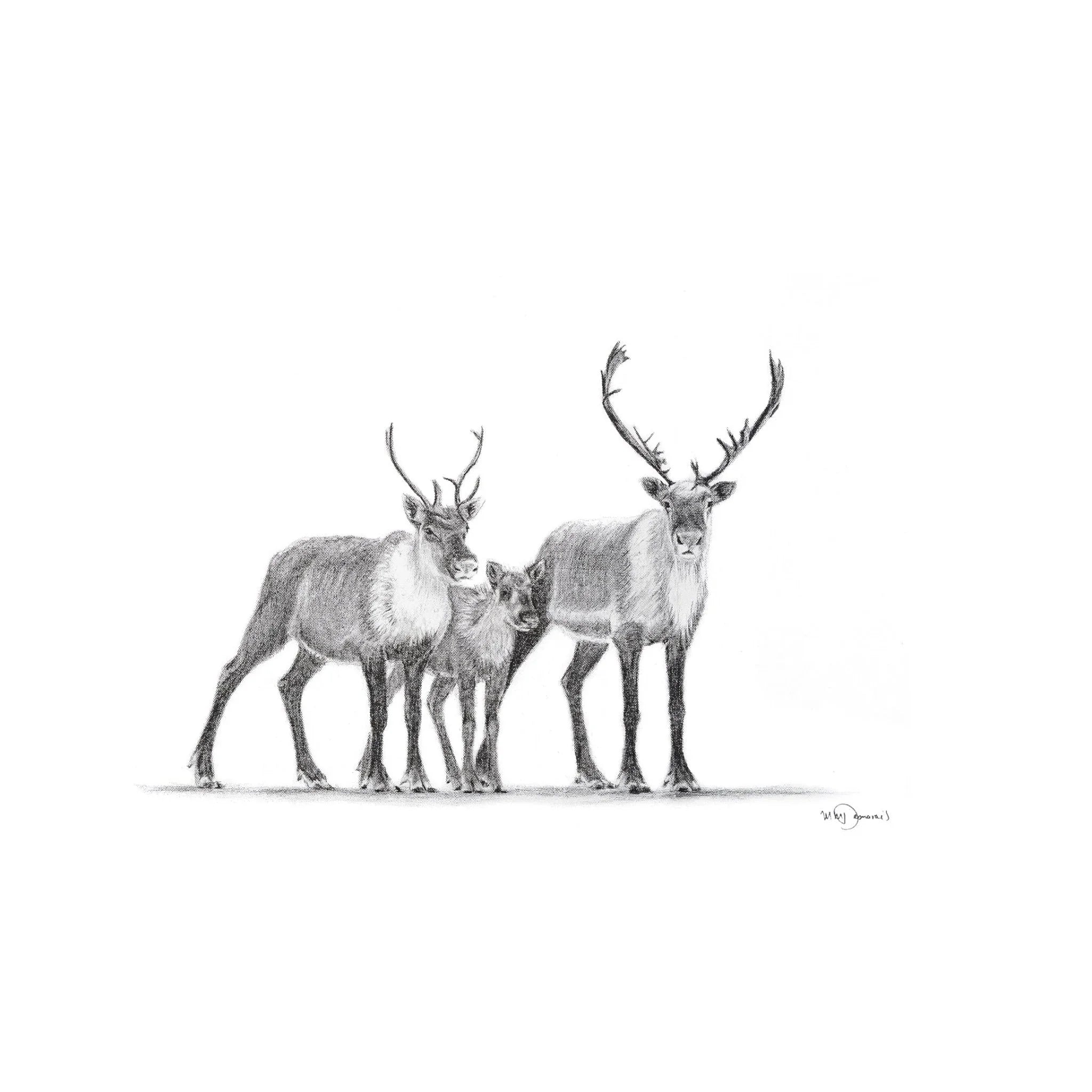 Pencil sketch of a caribou family, three caribous standing together on white background.