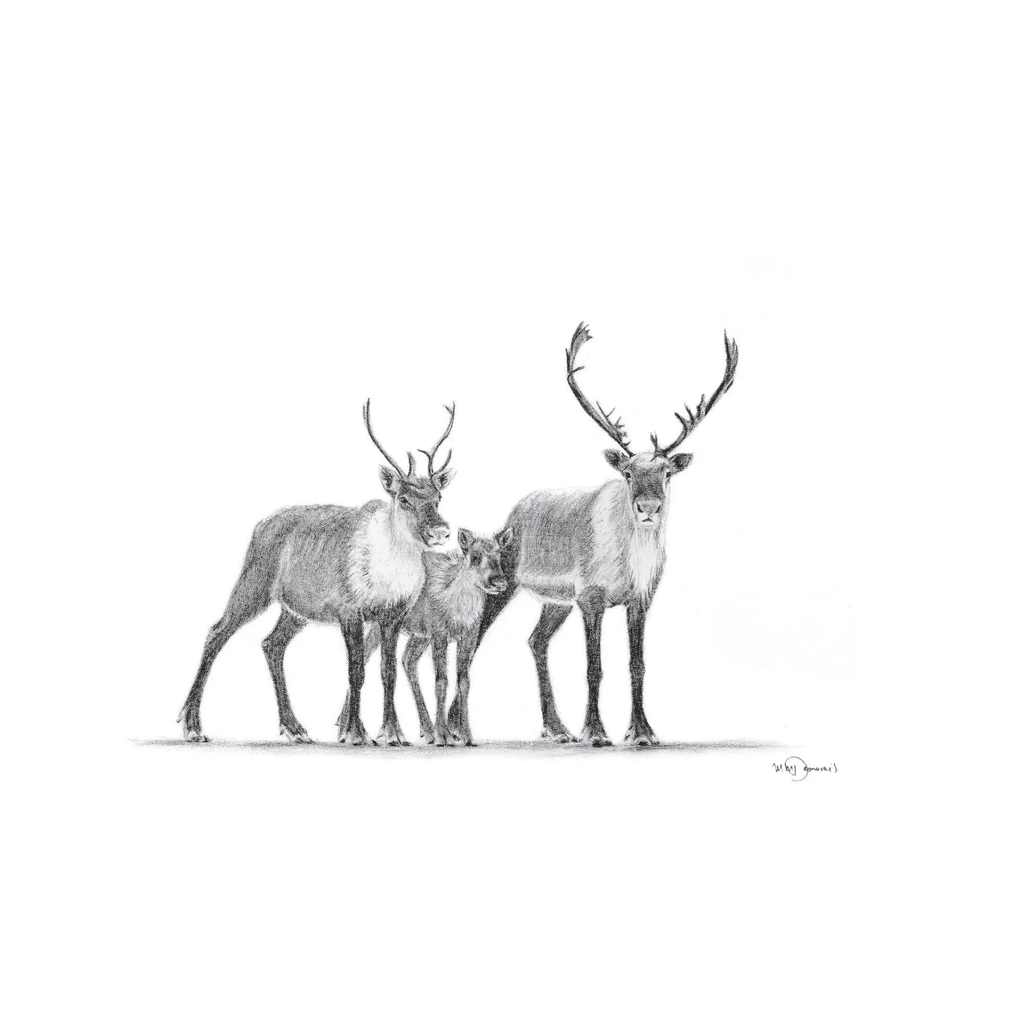 Pencil sketch of a caribou family, three caribous standing together on white background.