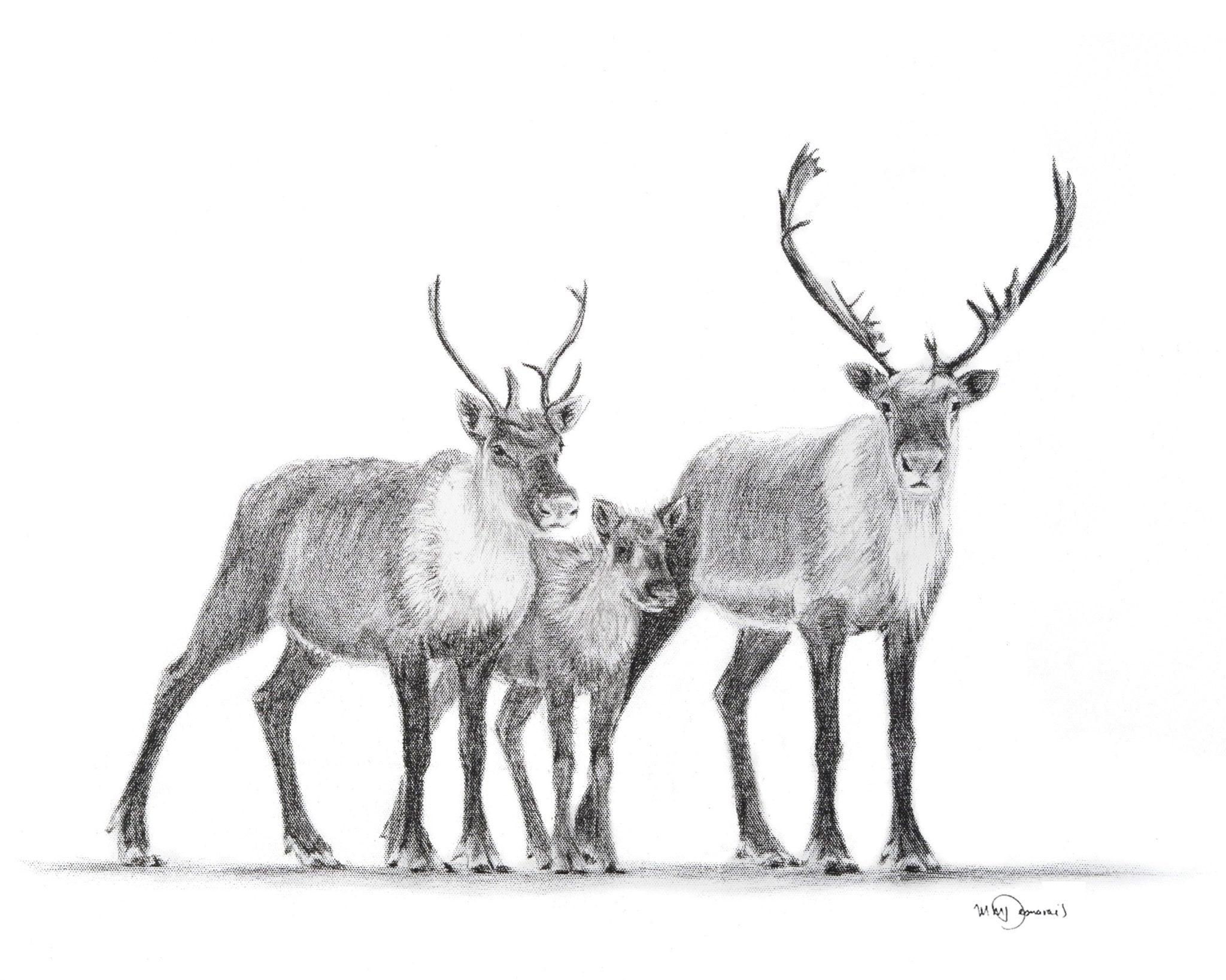 Pencil sketch of a caribou family, two adults with antlers and a calf, on a white background