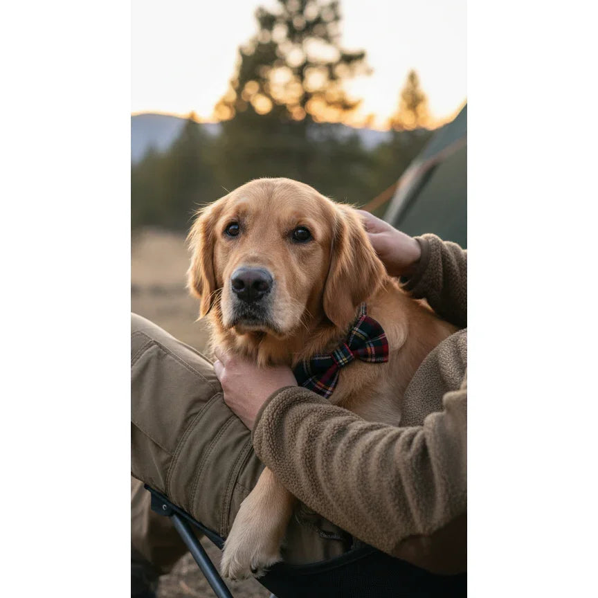 Golden retriever wearing plaid bow tie sitting on person's lap outdoors at sunset