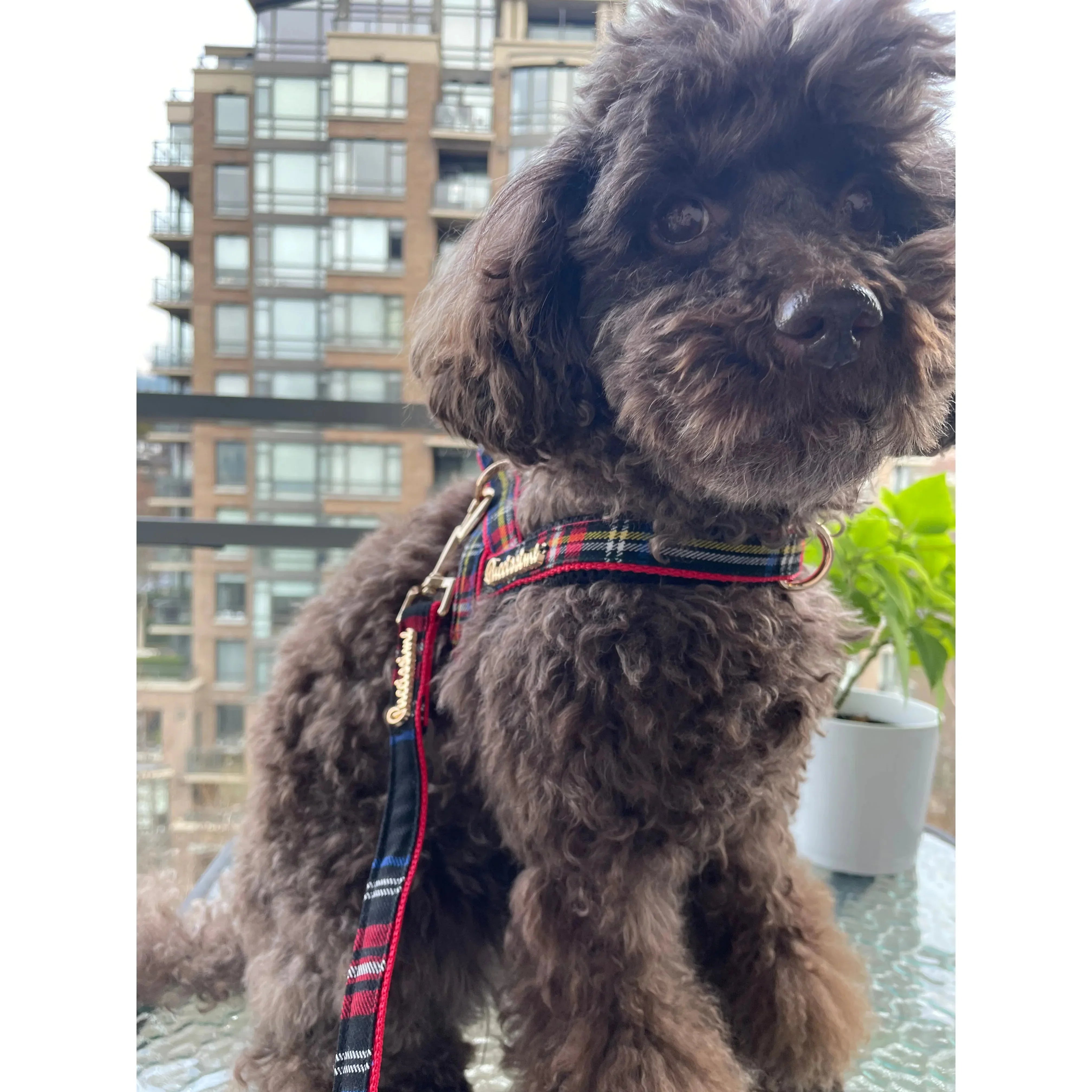 Carnegie Plaid Red One-Click Dog Harness