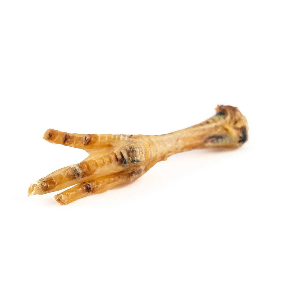 Single dried chicken foot on a white background, pet treat, natural dog chew