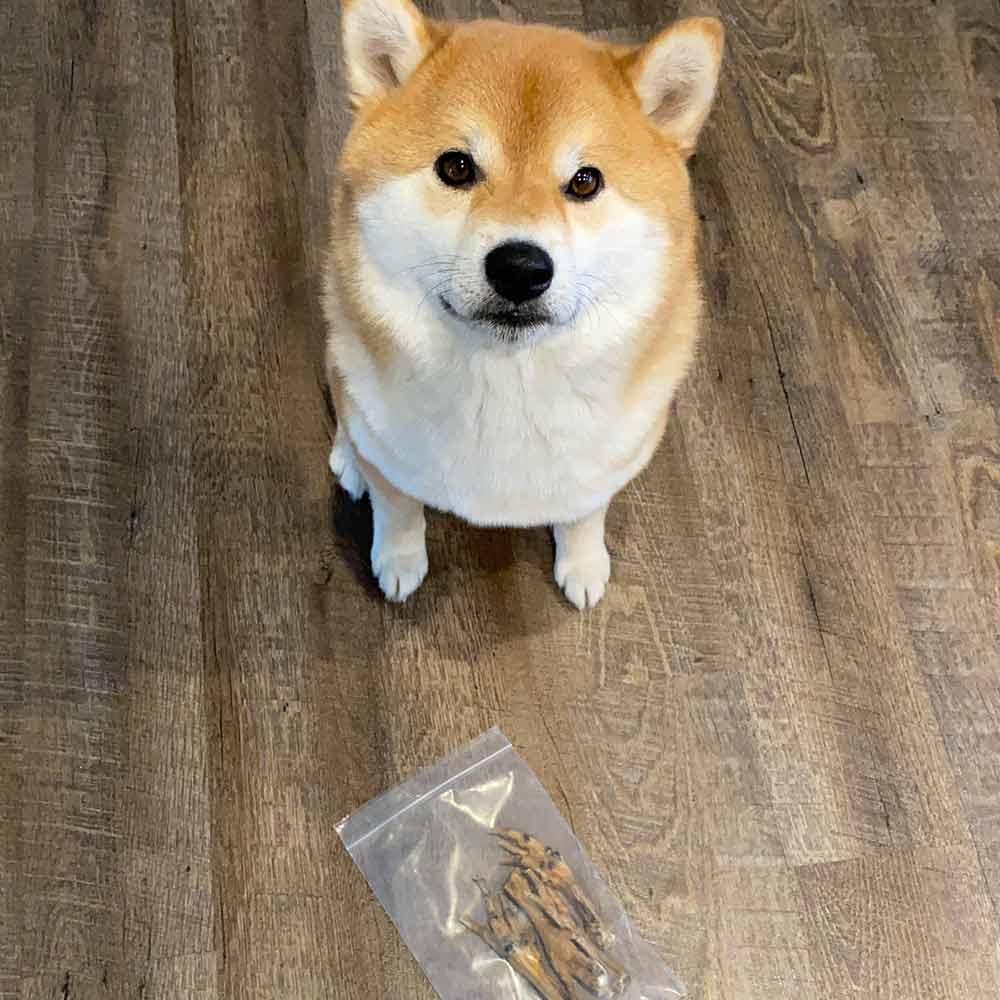 Shiba Inu dog sits on wood floor near bag of dried chicken feet treats
