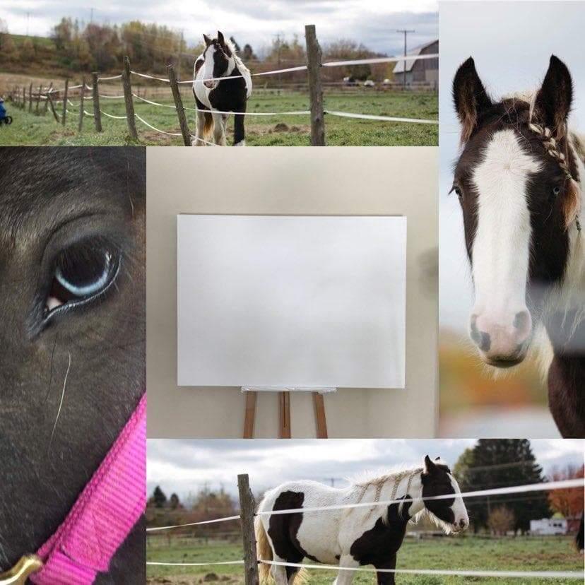 Collage of black and white Gypsy Cob horse in paddock, close-up eye, and blank canvas.