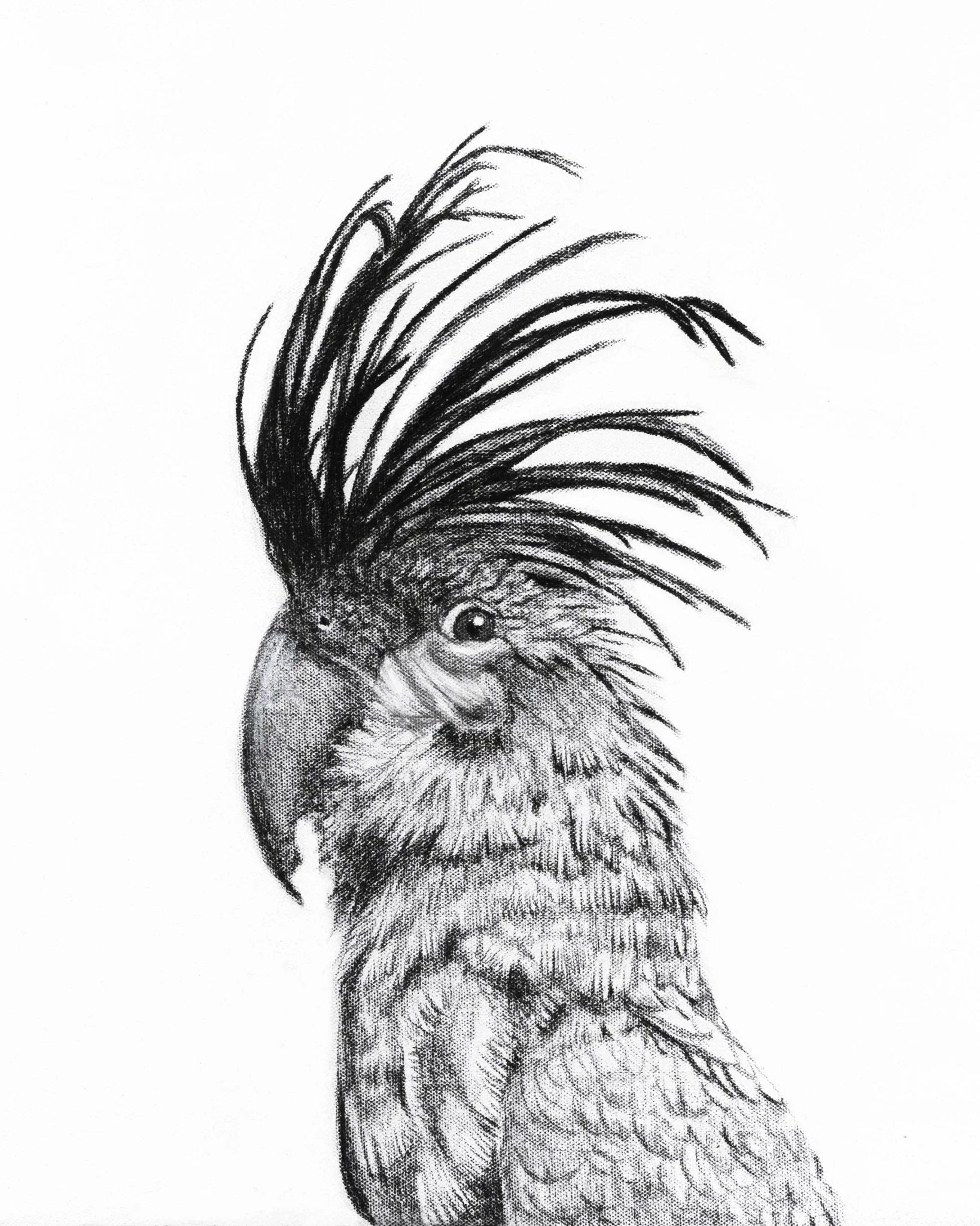 black and white cockatoo portrait drawing with detailed crest and feathers on white background