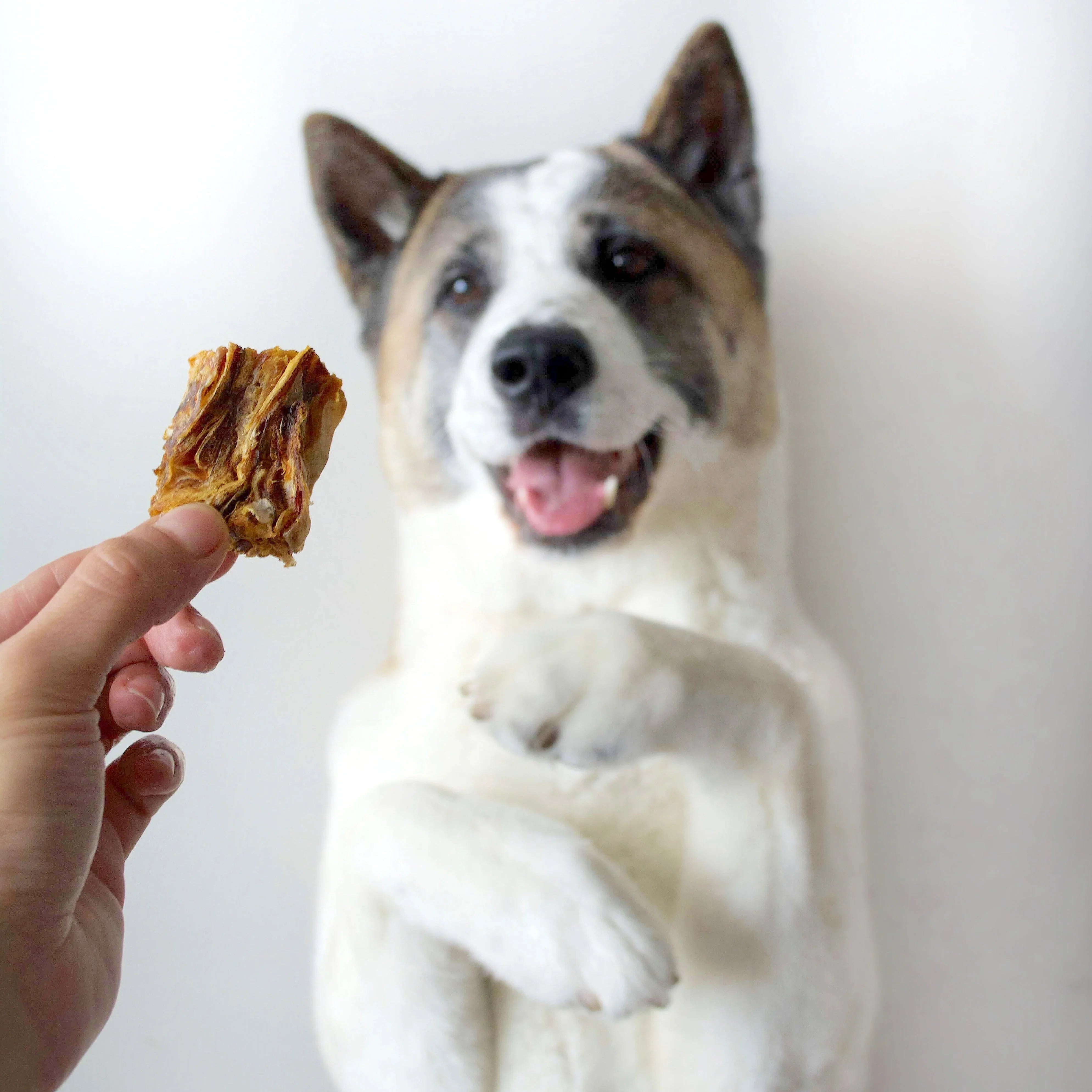 Person holding dog treat in front of happy dog with white background