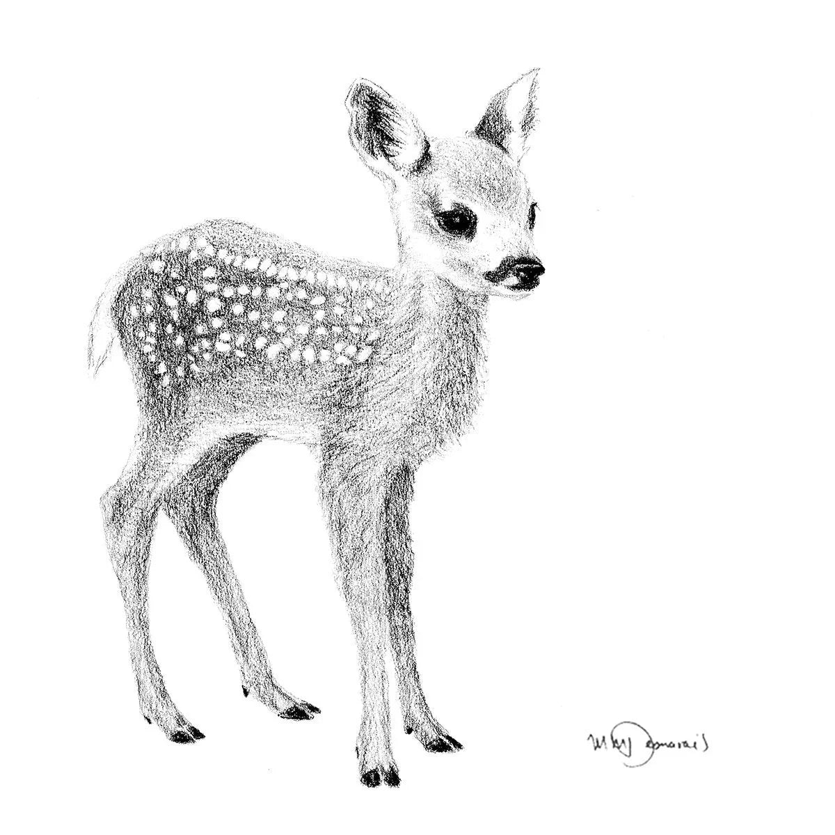 Pencil drawing of a cute baby deer with white spots on its back, on a white background.